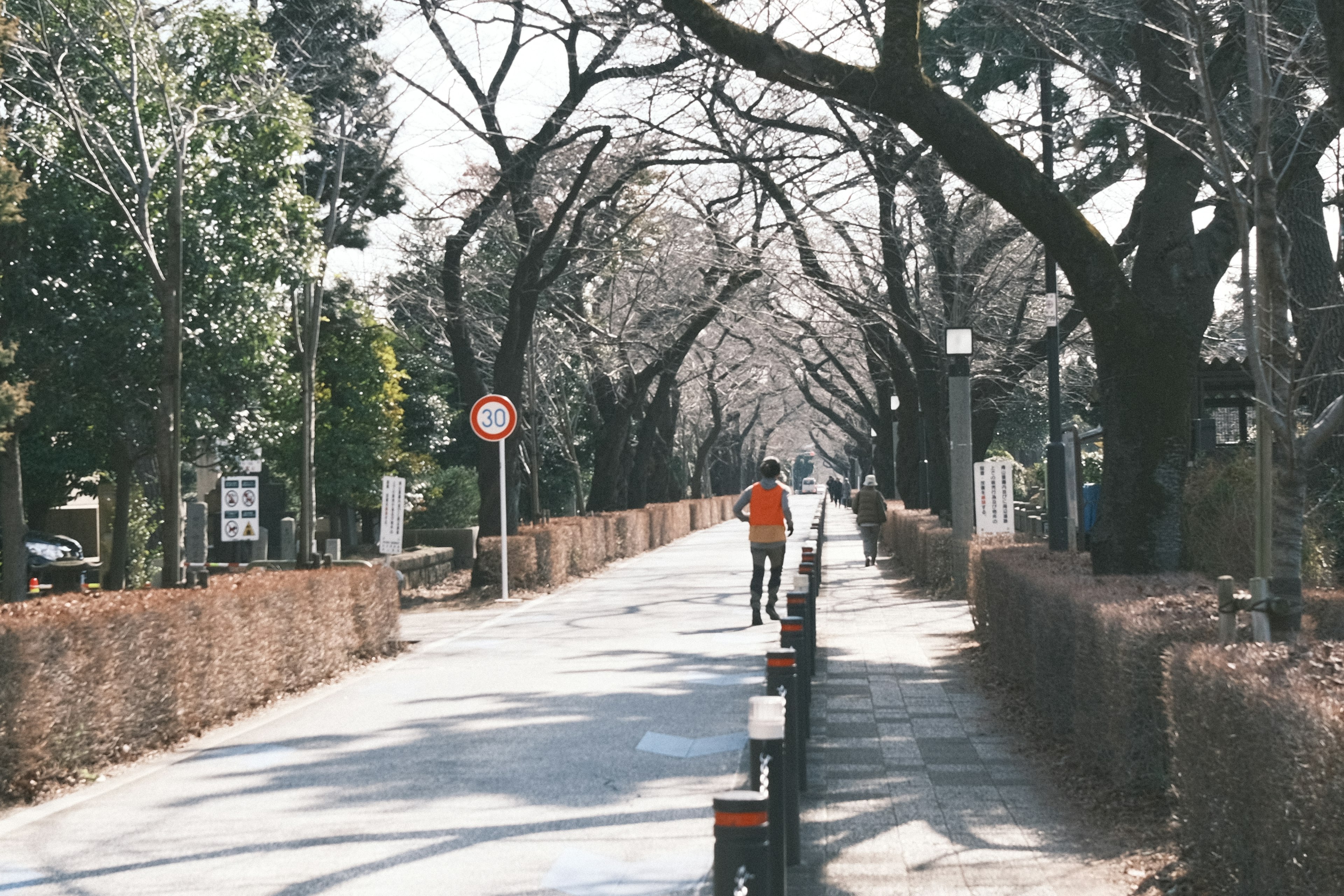 A person walking down a tree-lined path with bare branches