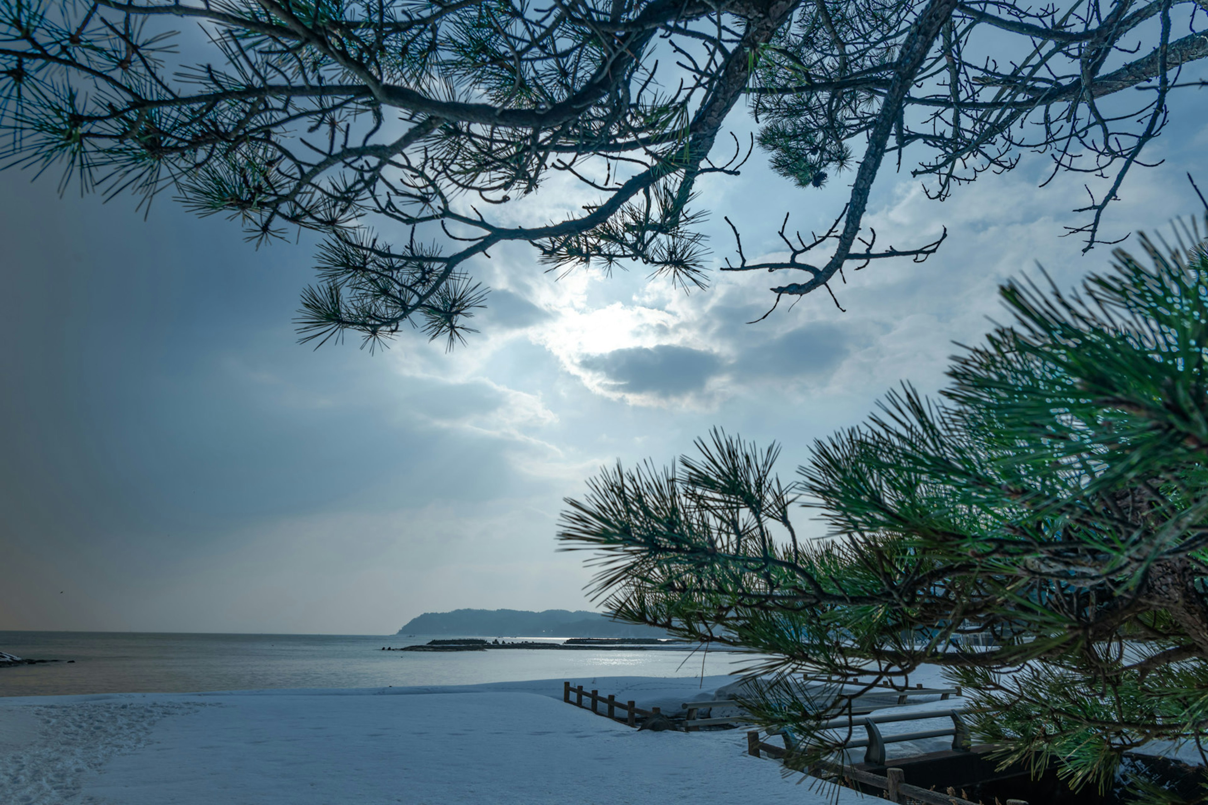 Una vista del mare e del cielo nuvoloso attraverso i rami degli alberi