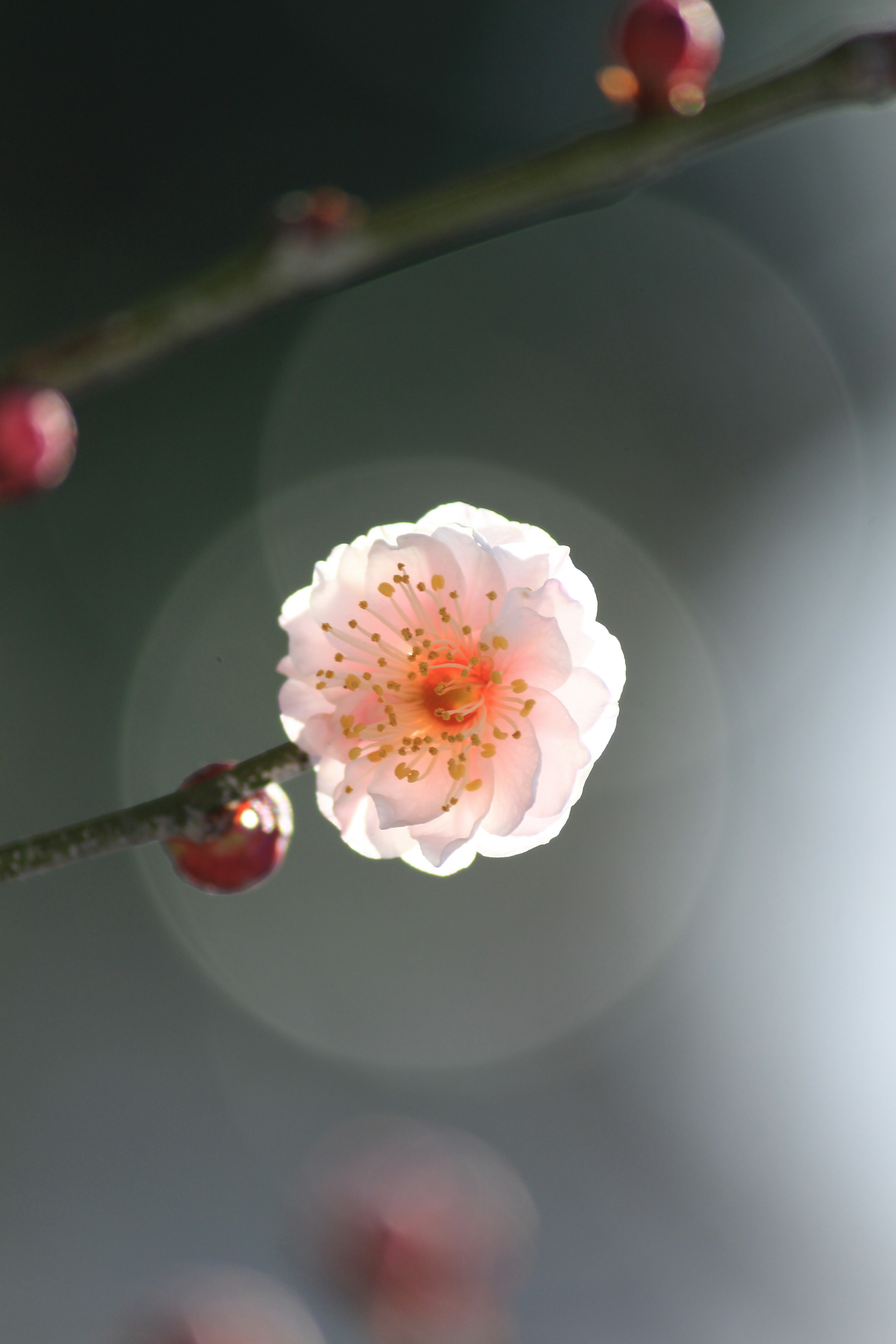 櫻花樹枝的特寫，粉色花朵和紅色花苞