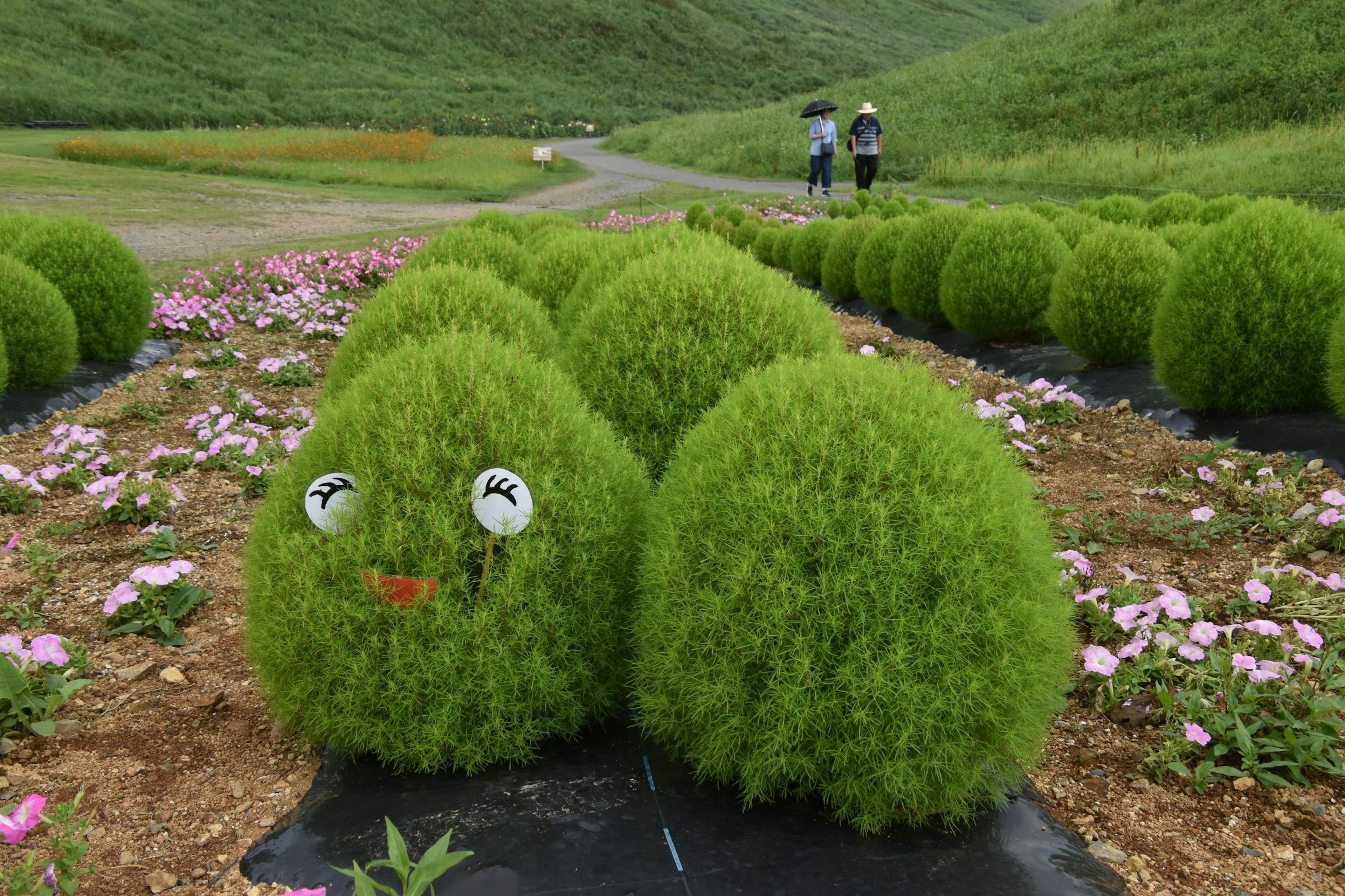 Un paysage avec des plantes vertes arrondies disposées en rangées, dont une a une expression faciale