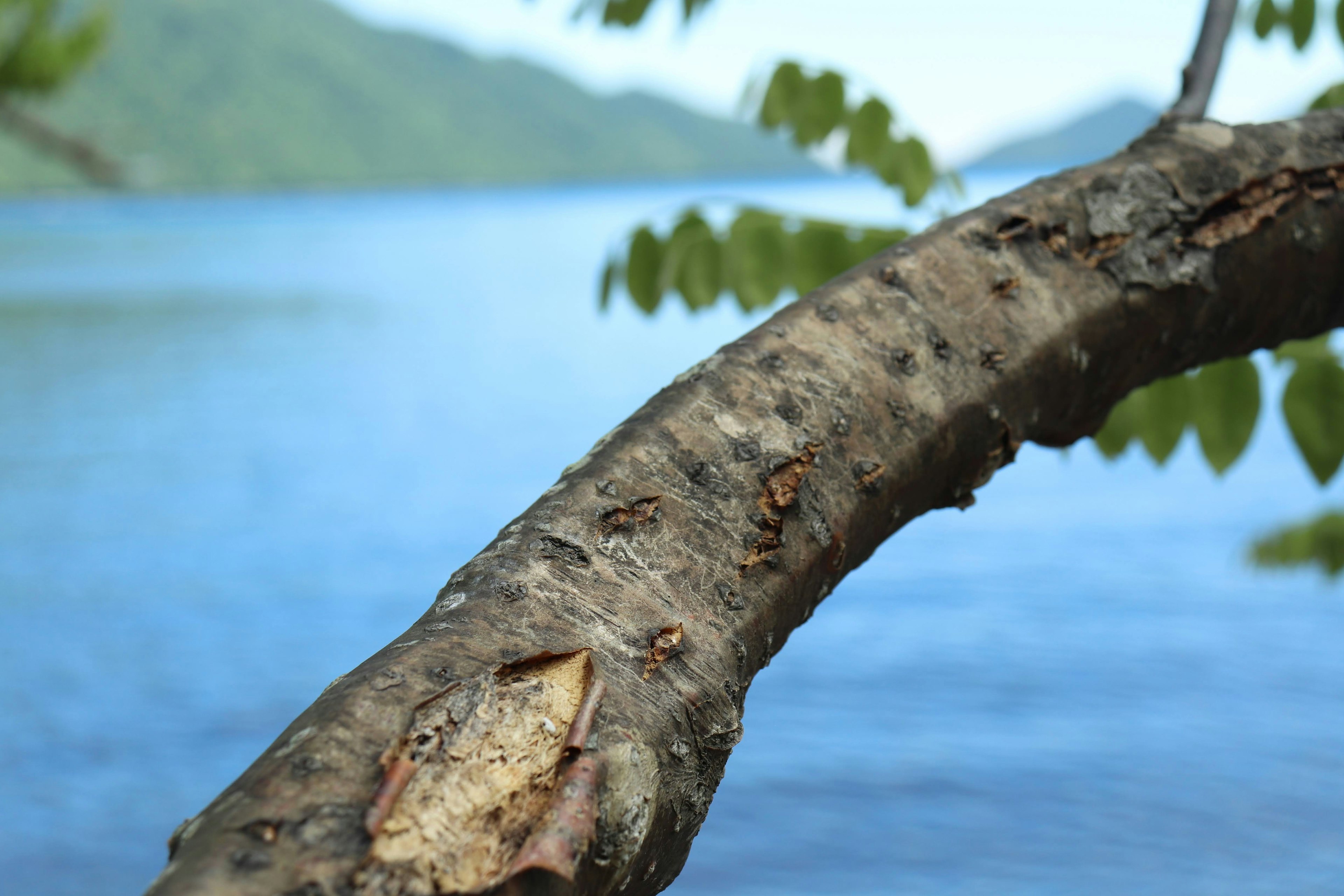 Primo piano di un ramo d'albero su una superficie d'acqua blu