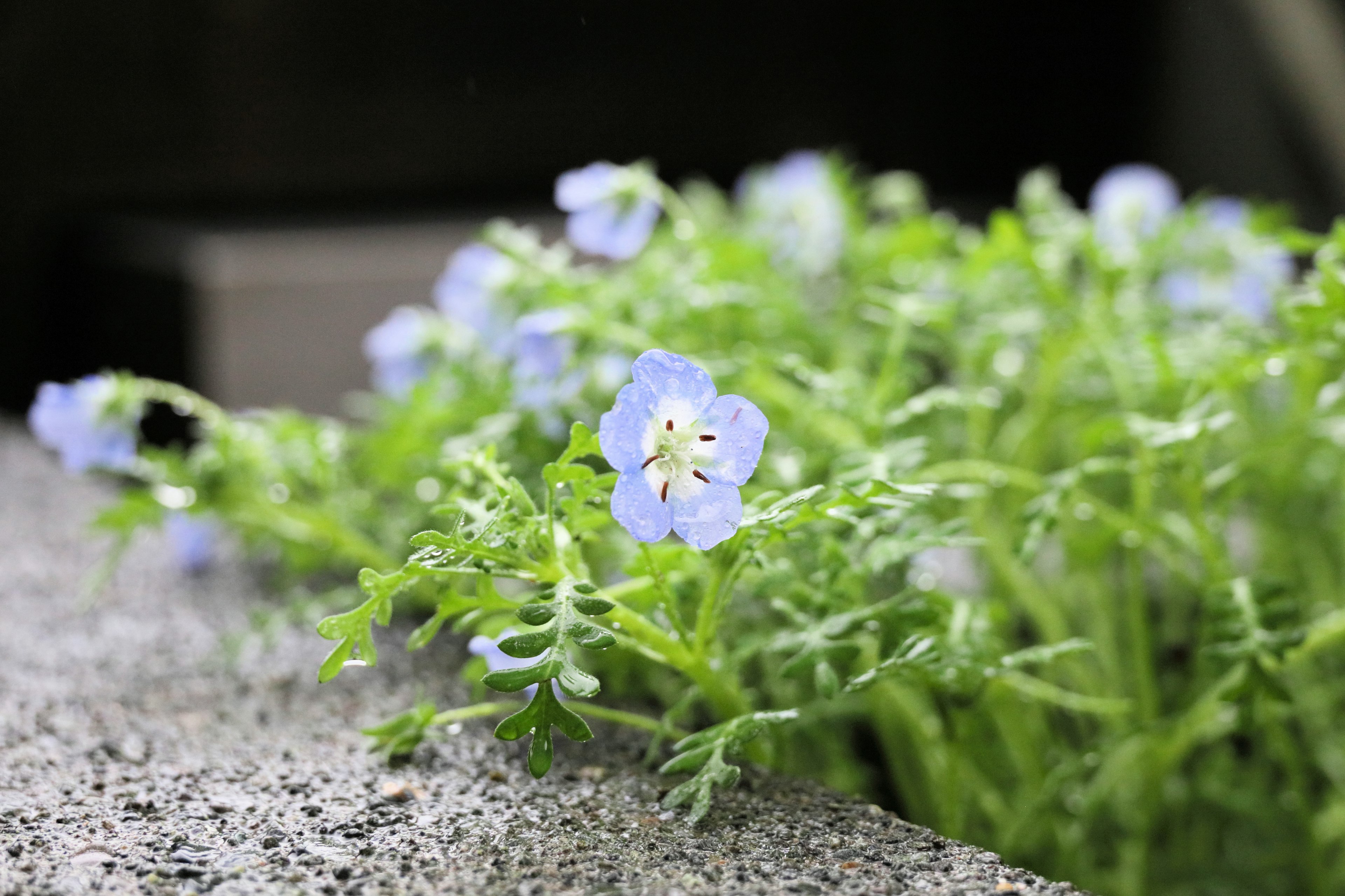 Close-up dari tanaman dengan bunga biru memiliki daun halus dan penampilan lembut