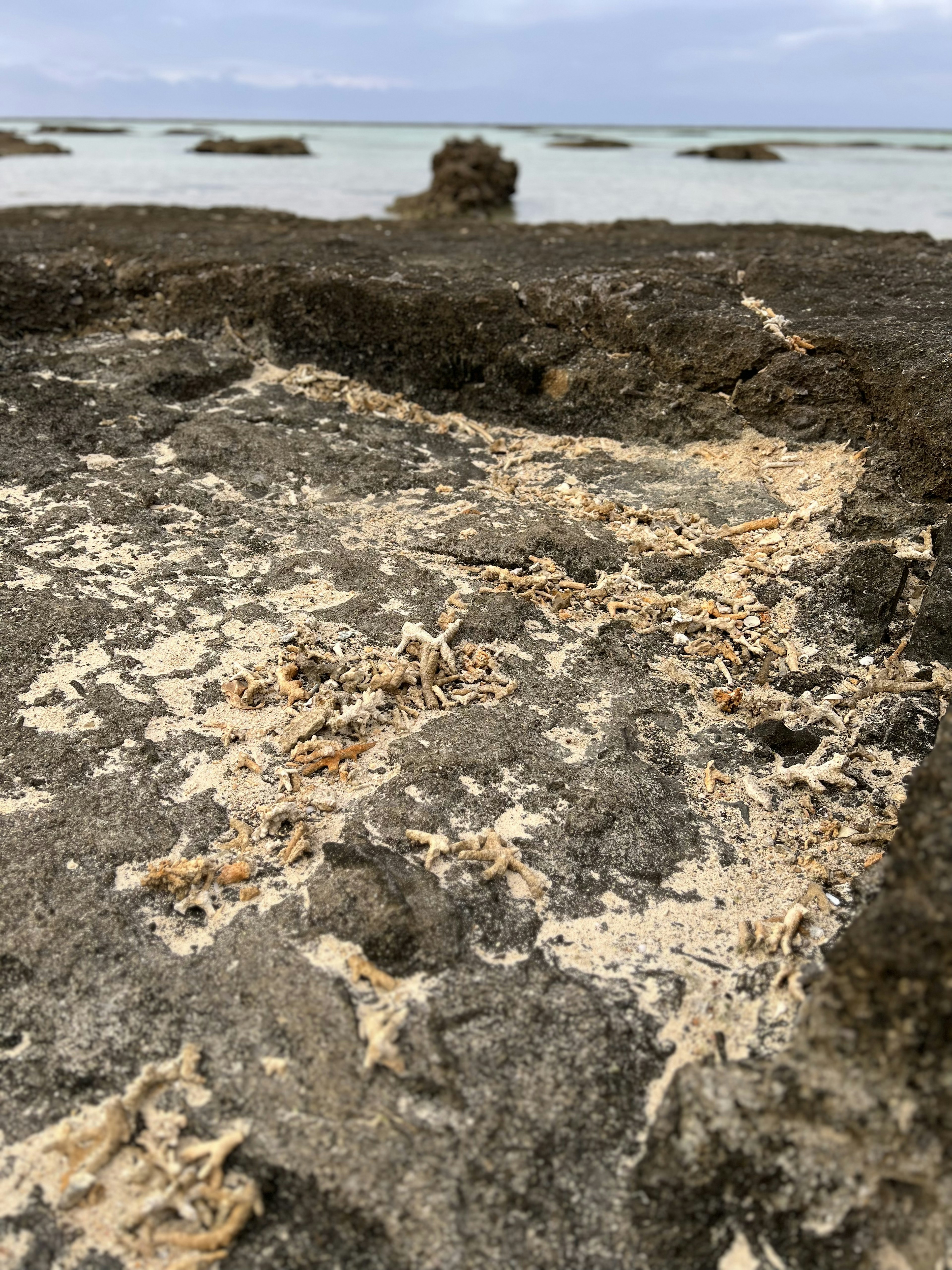 Close-up of sandy ground mixed with wood shavings near rocky shore