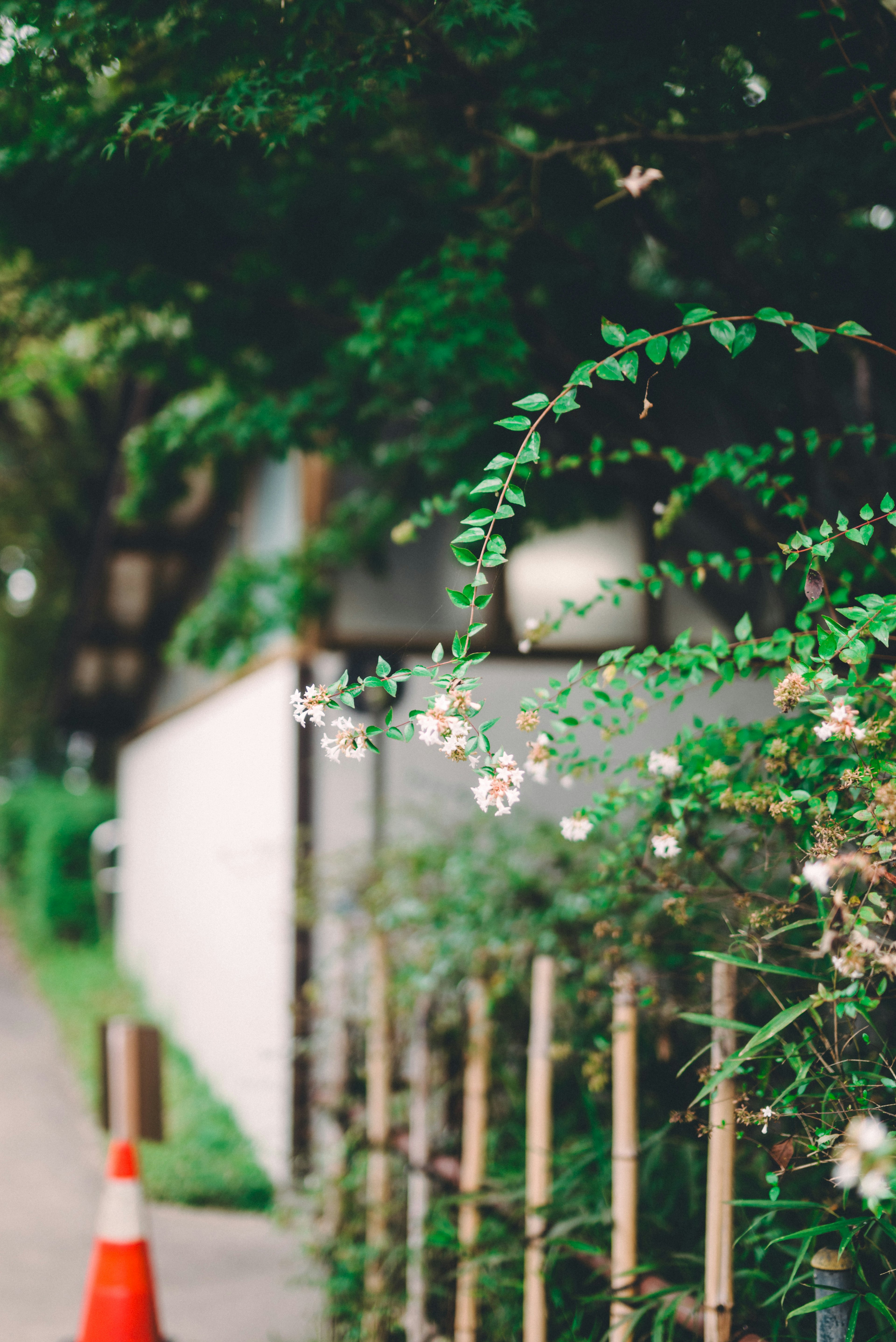 Une scène de rue avec un feuillage vert et des fleurs blanches près d'une clôture en bambou