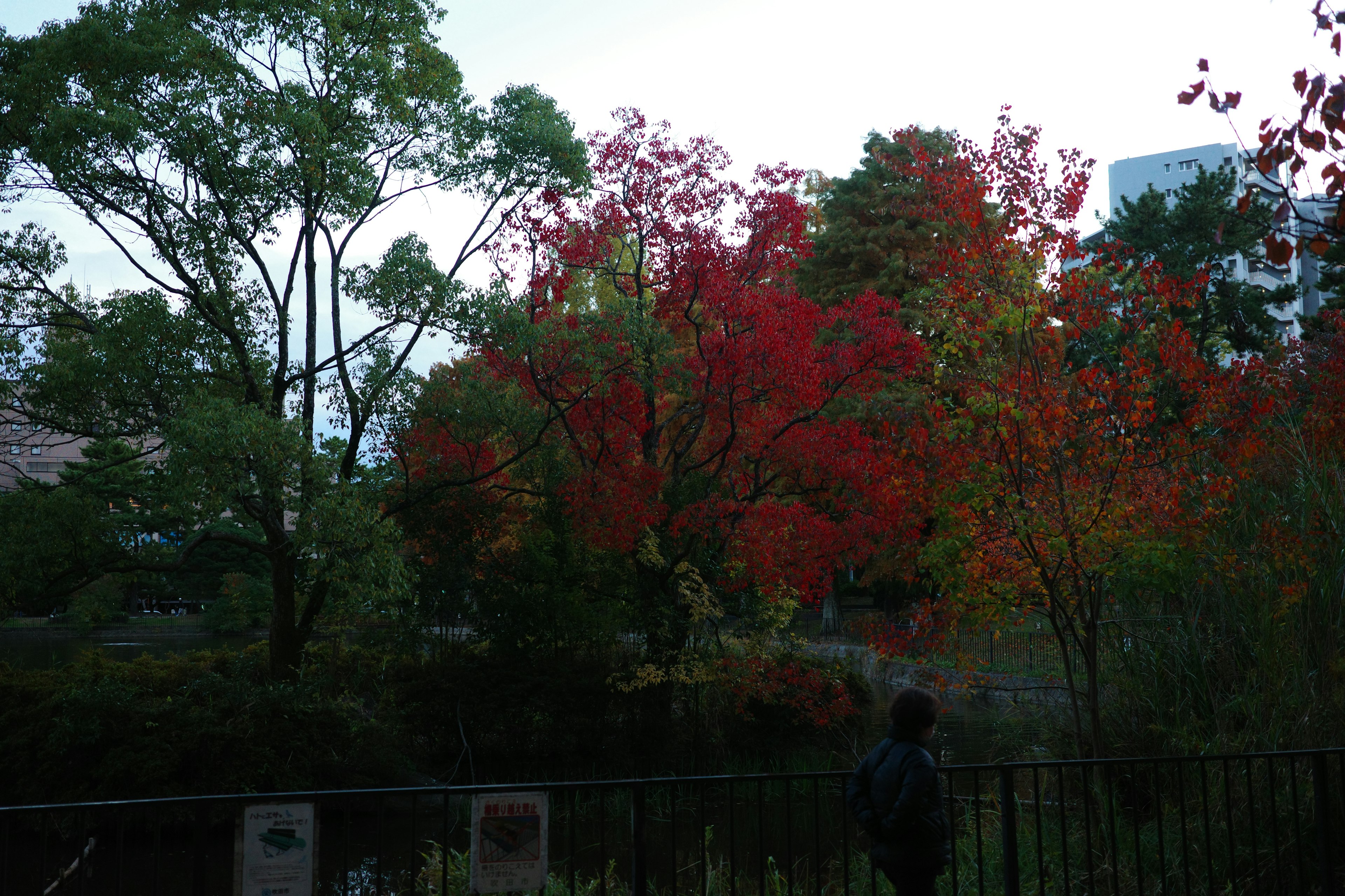 色とりどりの秋の葉がある公園の風景と静かな水辺