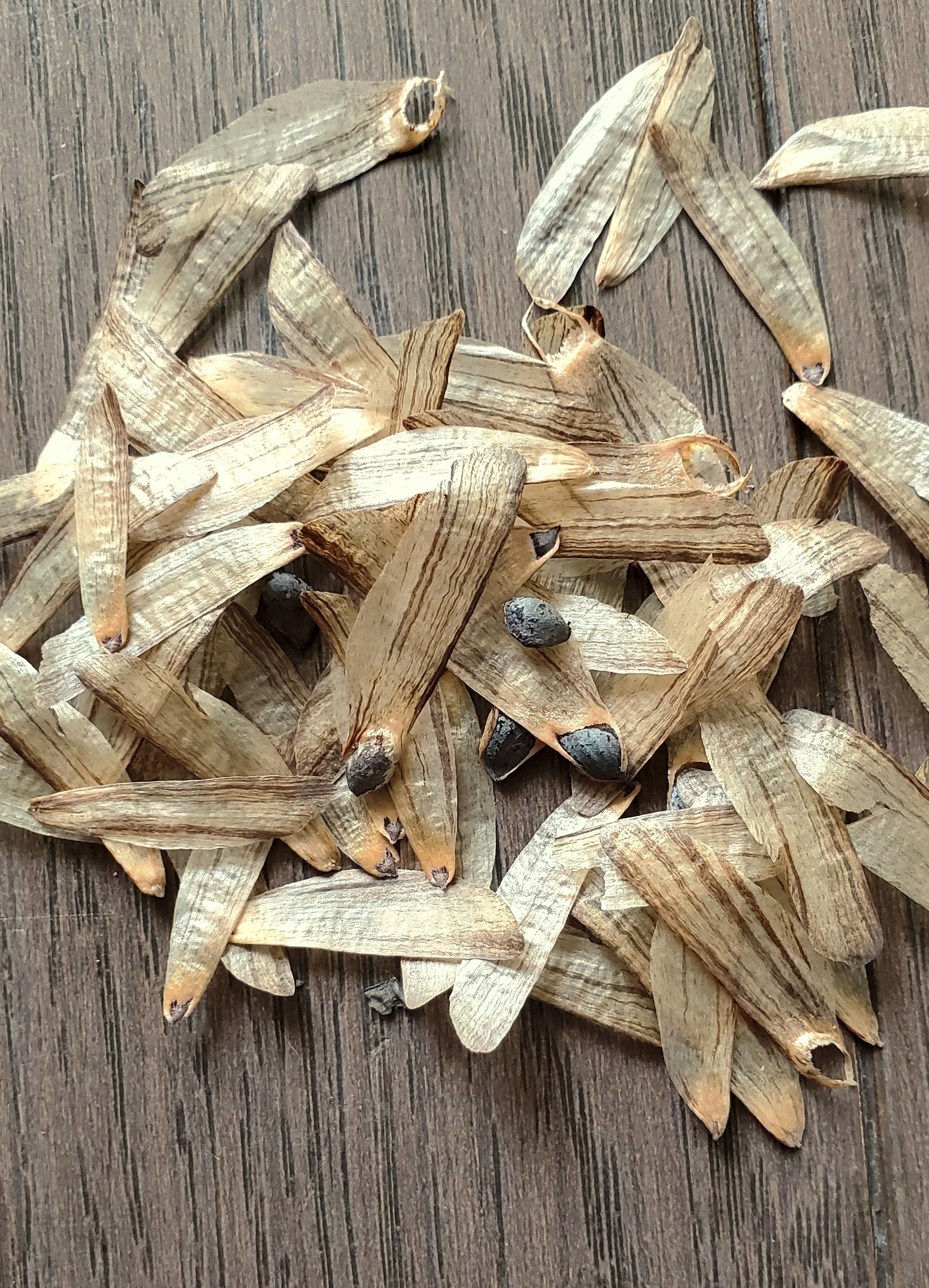 Scattered seeds from a tree on a wooden surface