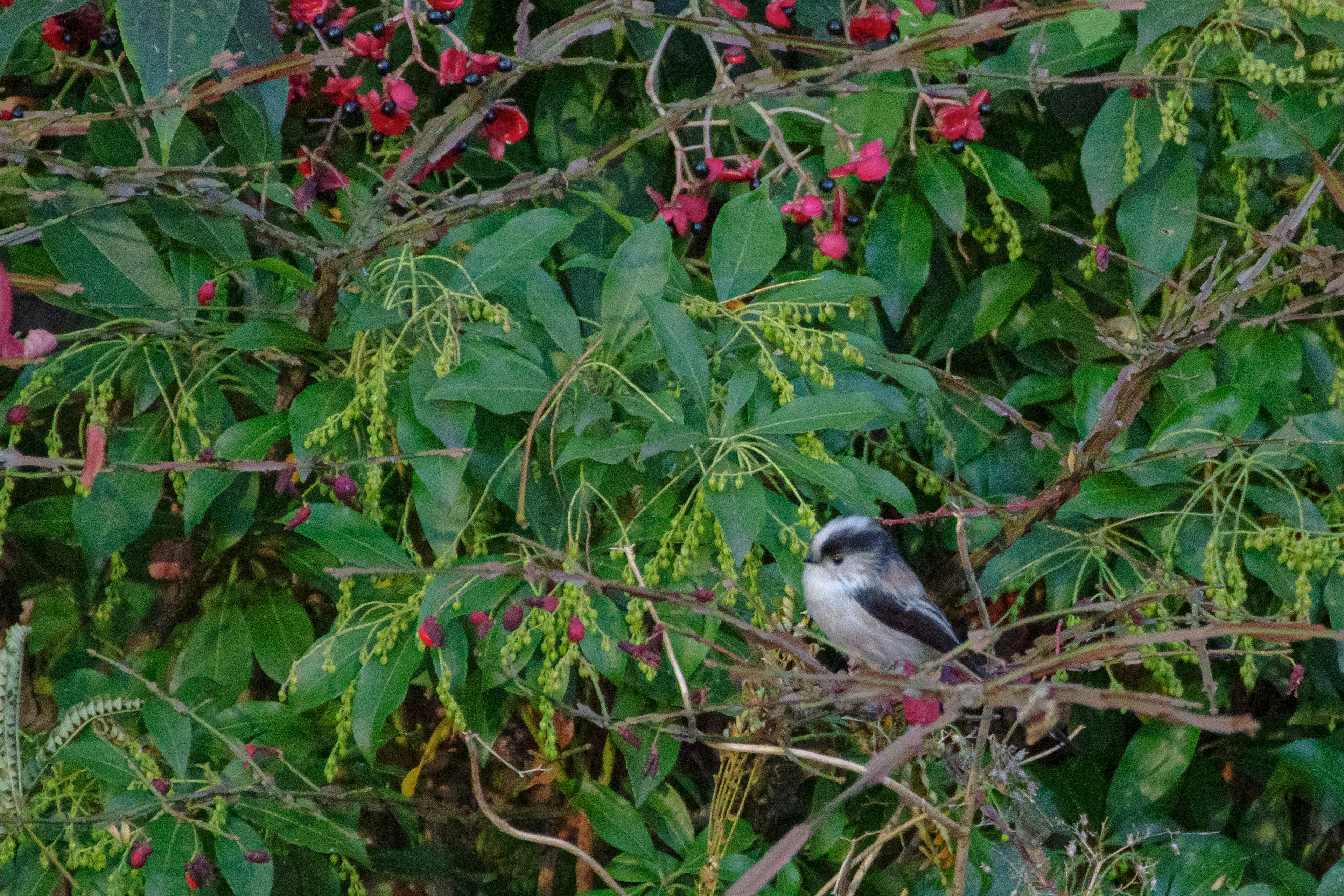 Kleiner Vogel zwischen lebhaften grünen Blättern und roten Beeren