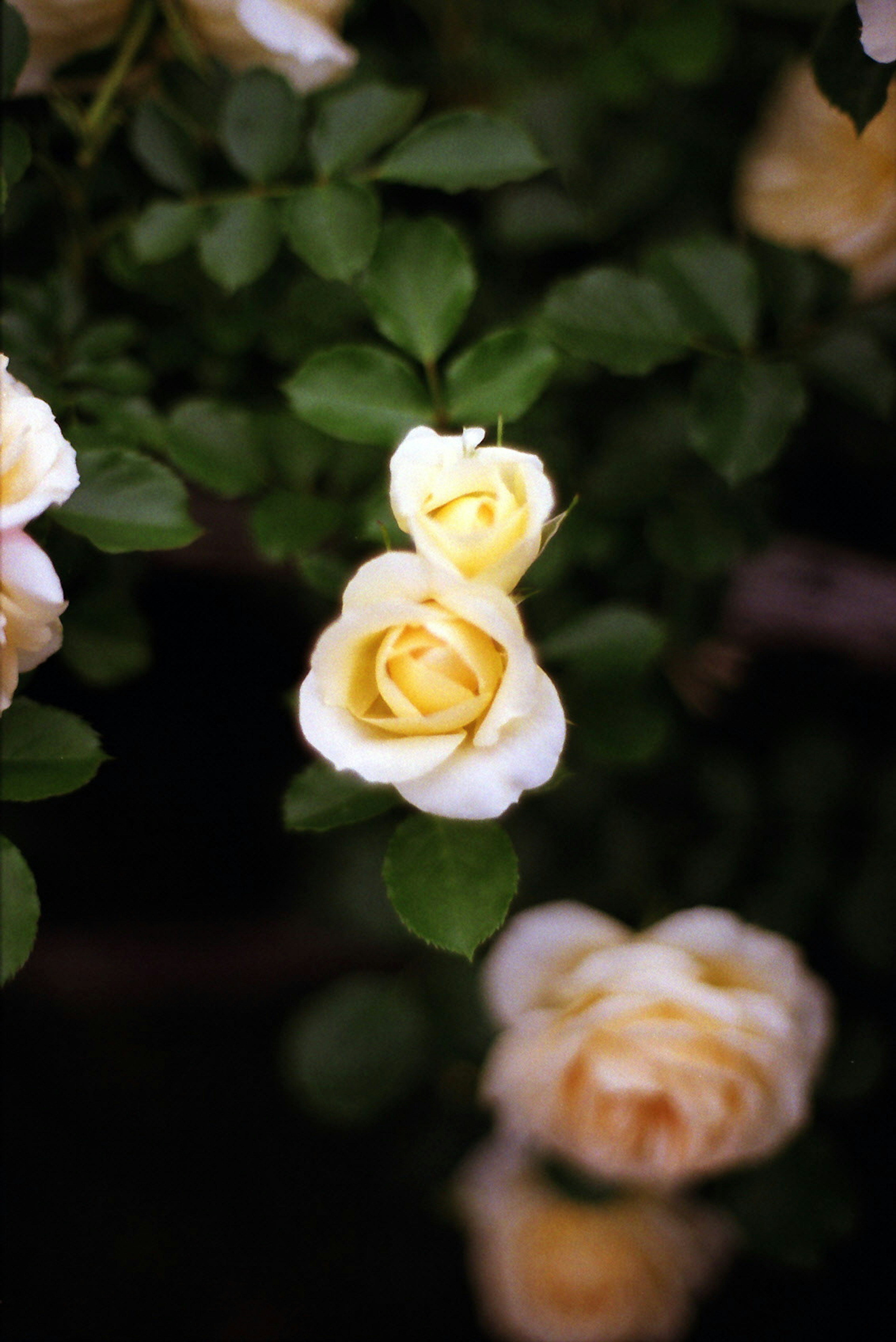 Blassgelbe Rosenblüten umgeben von grünen Blättern