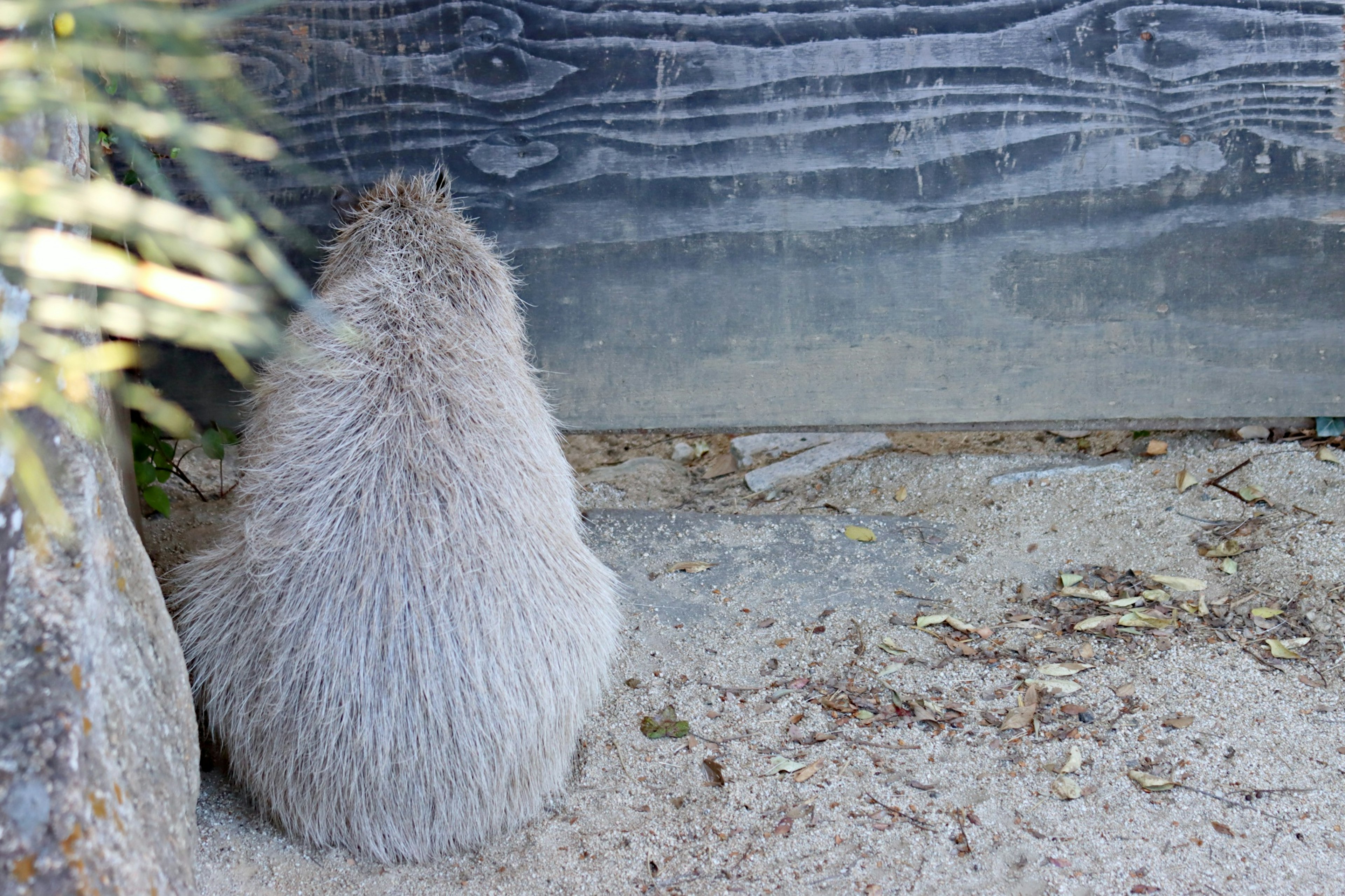 Un animal peludo sentado frente a una pared