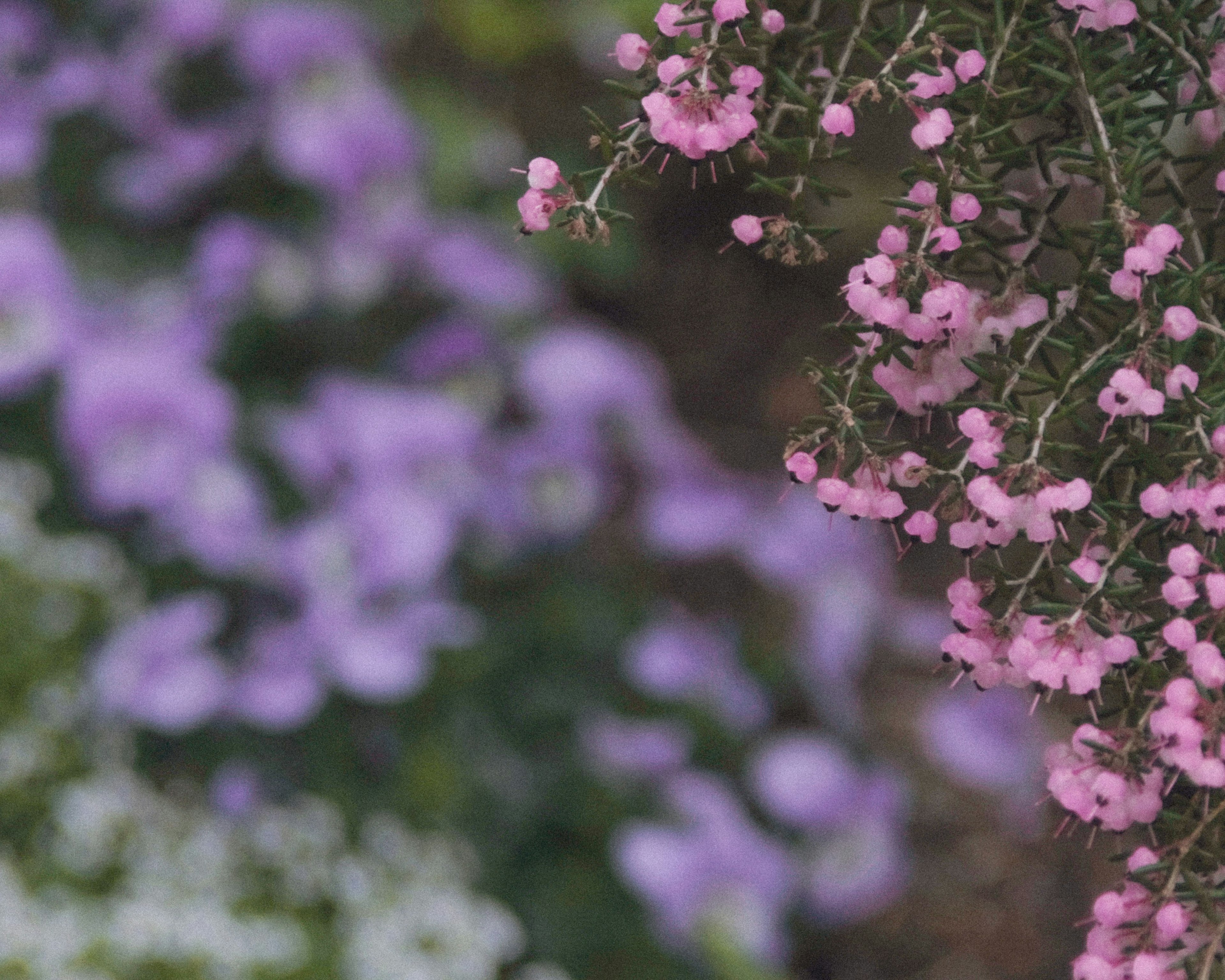 Pink flowers on a plant with blurred purple flowers in the background