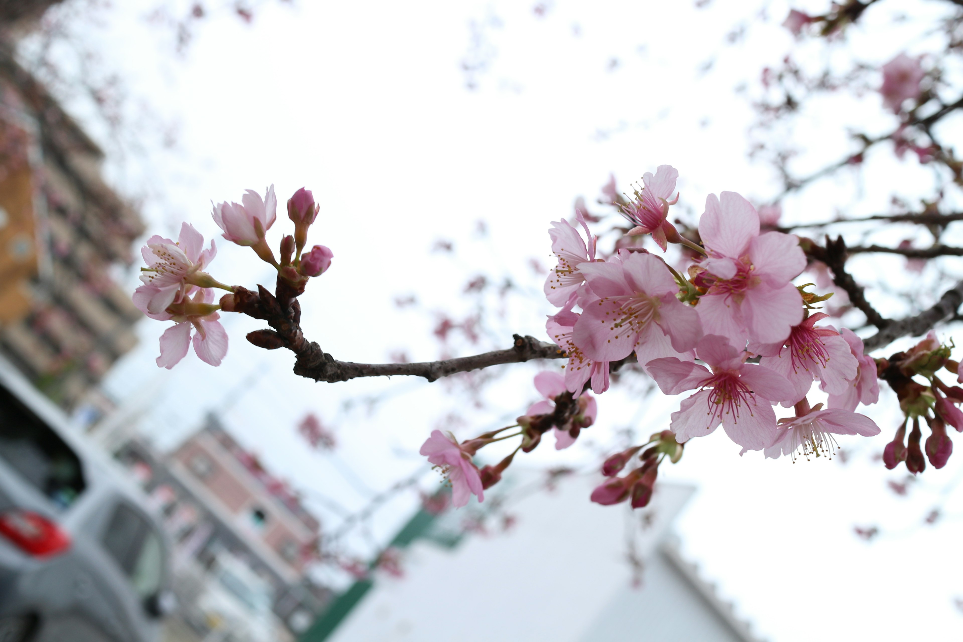 Kedekatan cabang bunga sakura dengan bunga merah muda di hari yang cerah