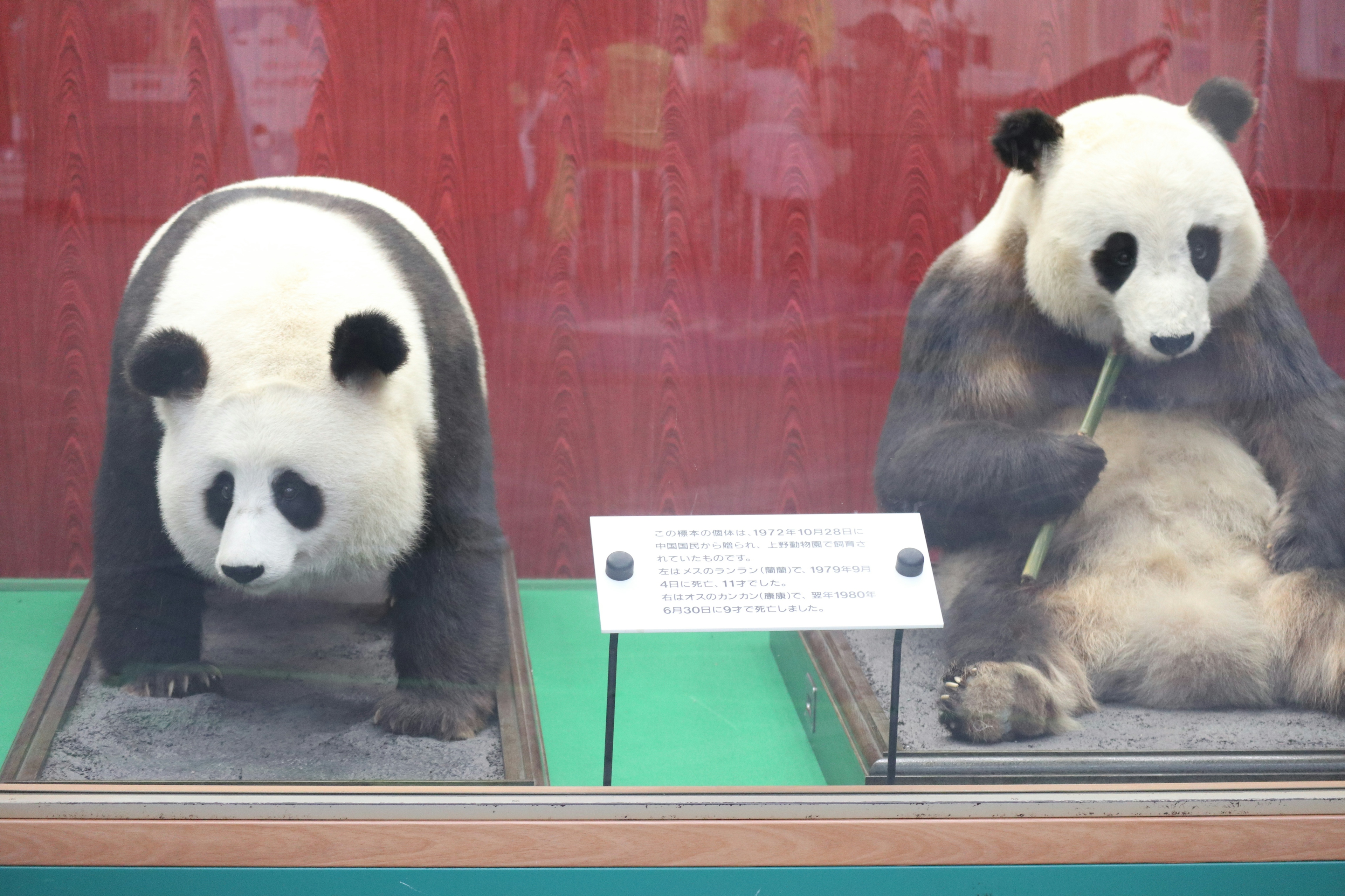 Two taxidermied pandas displayed in a museum setting