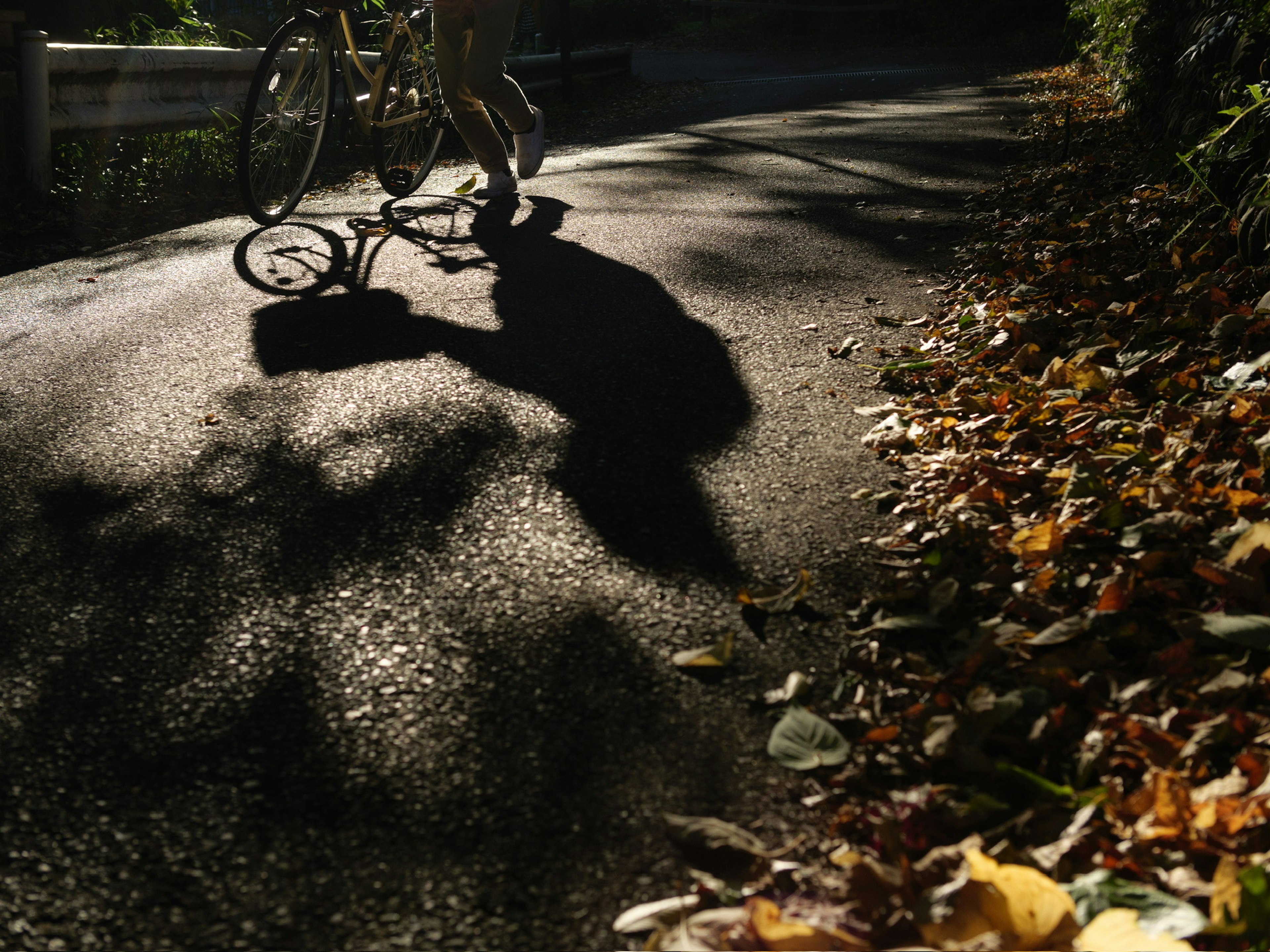 A person's shadow riding a bicycle on a leaf-strewn path in autumn