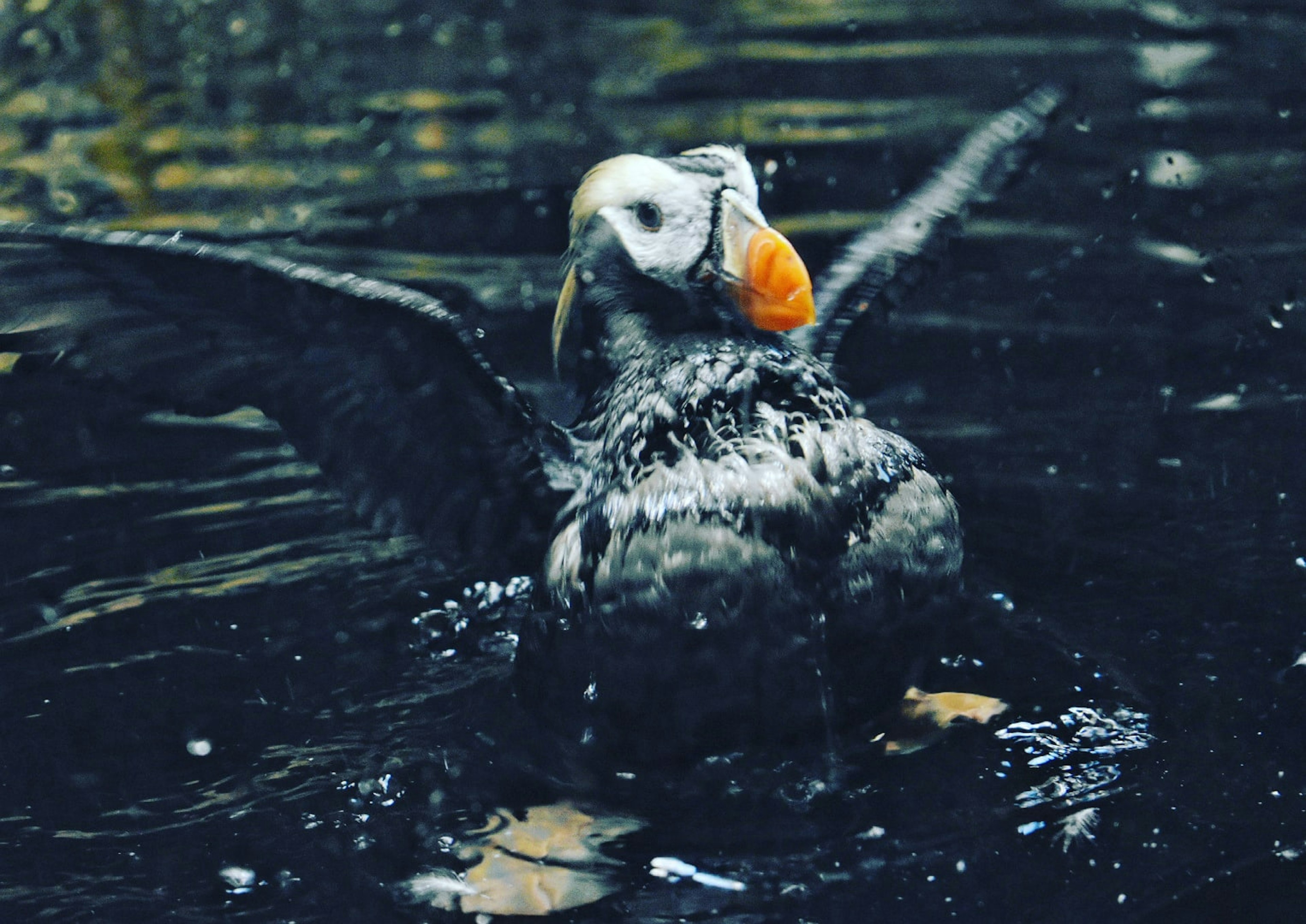 Oiseau macareux étalant ses ailes dans l'eau