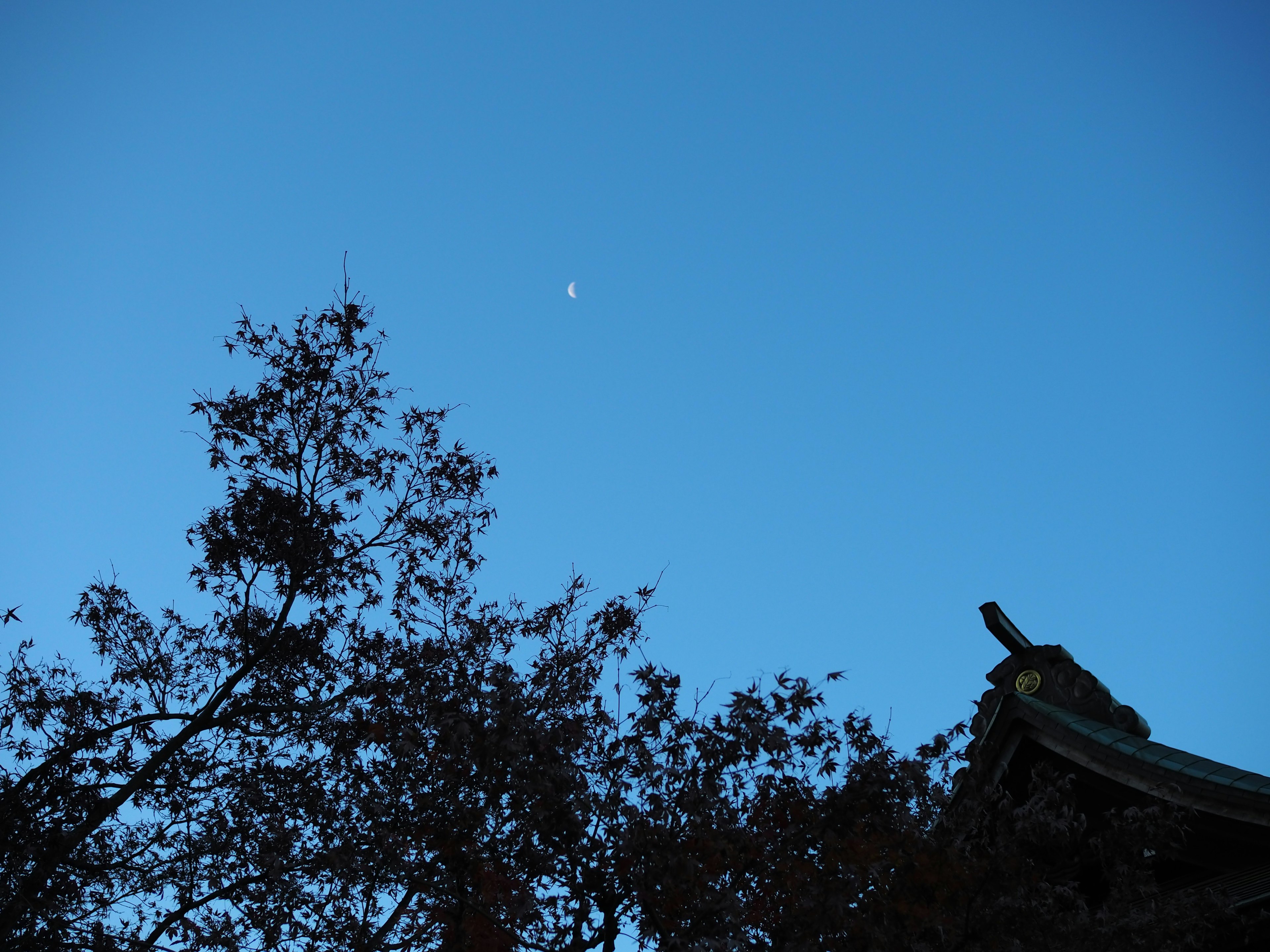 Silhouette von Bäumen vor einem blauen Himmel mit sichtbarem Mond