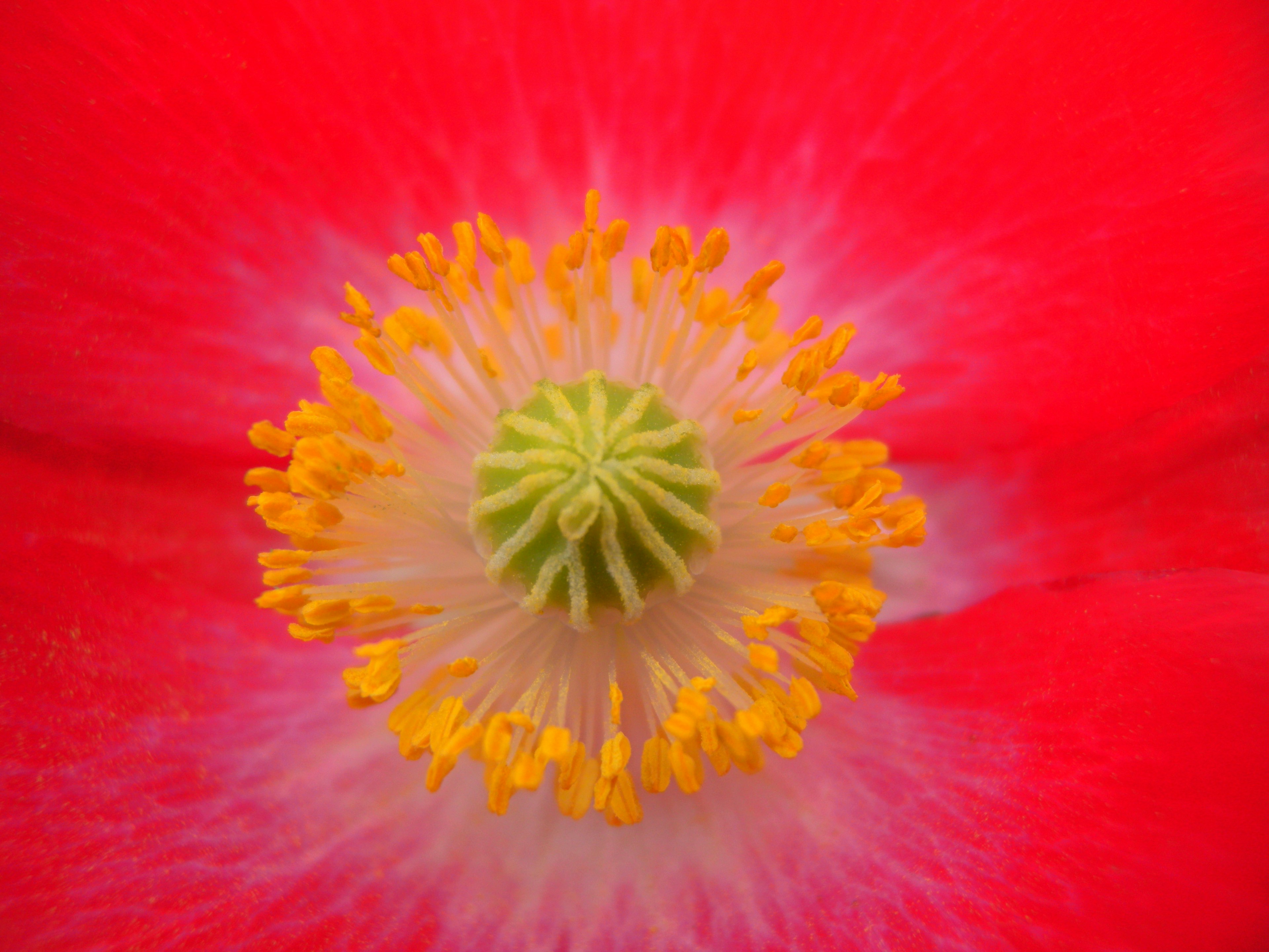 Lebendige rote Blütenblätter mit einer grünen Knospe und gelbem Pollen in der Mitte