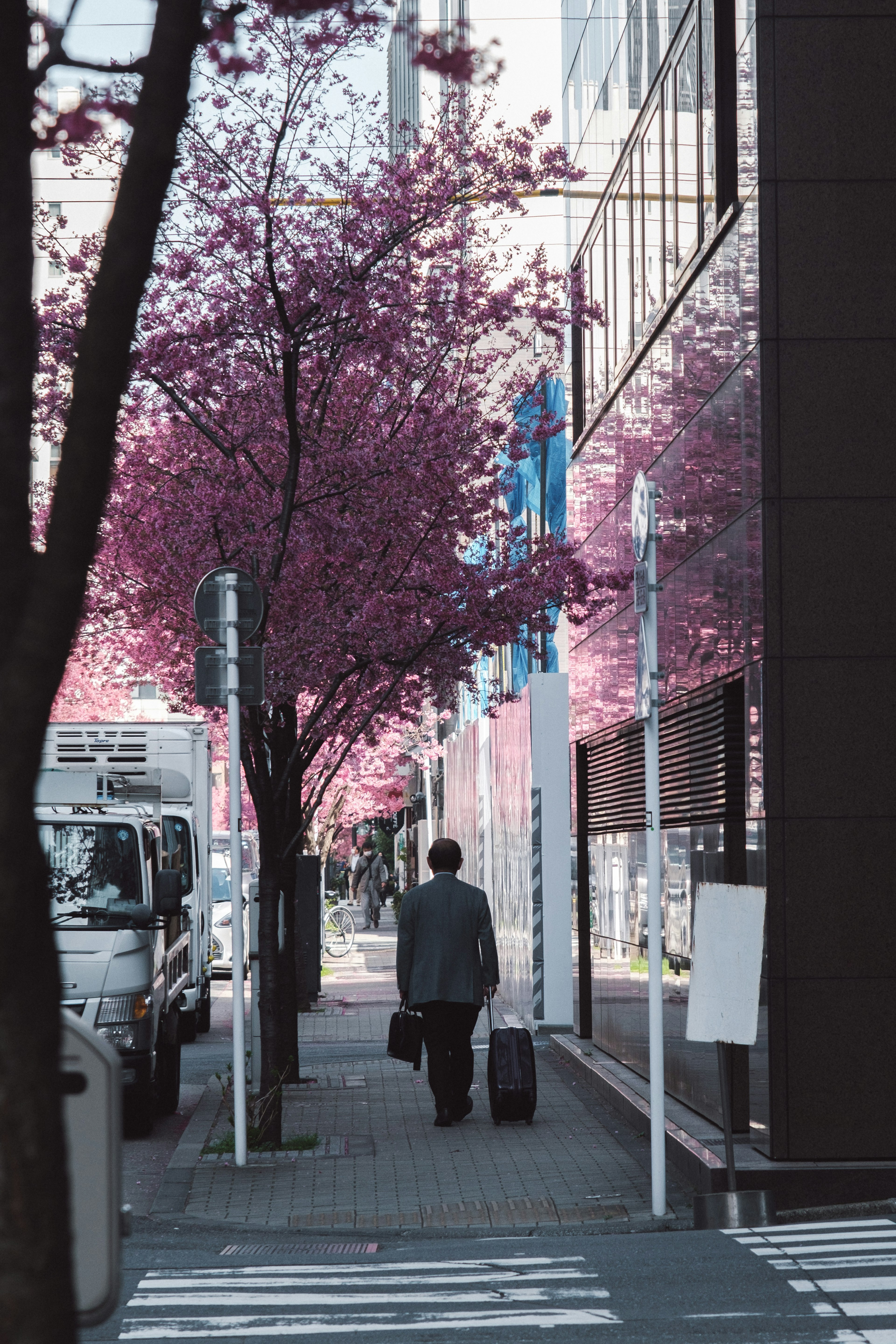 桜の木が並ぶ通りをスーツケースを持って歩く男性