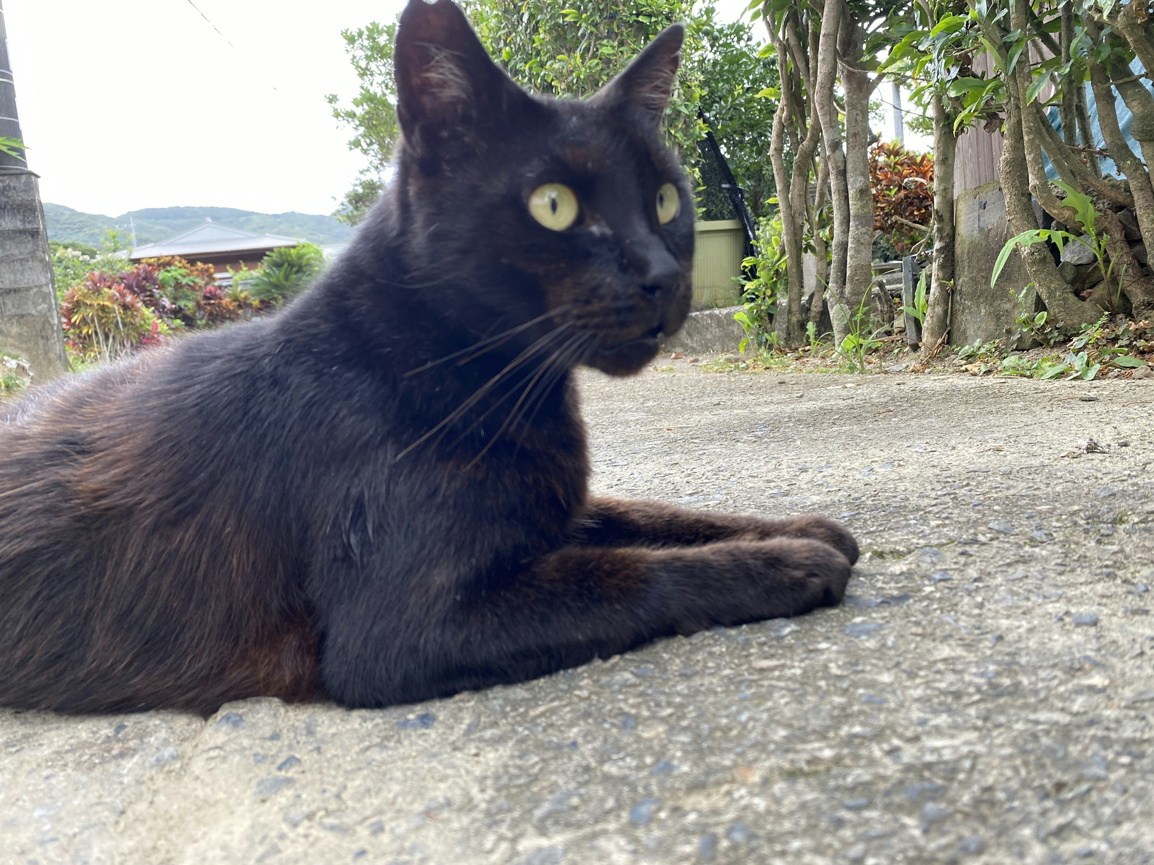 黒い猫が道路に横たわっている