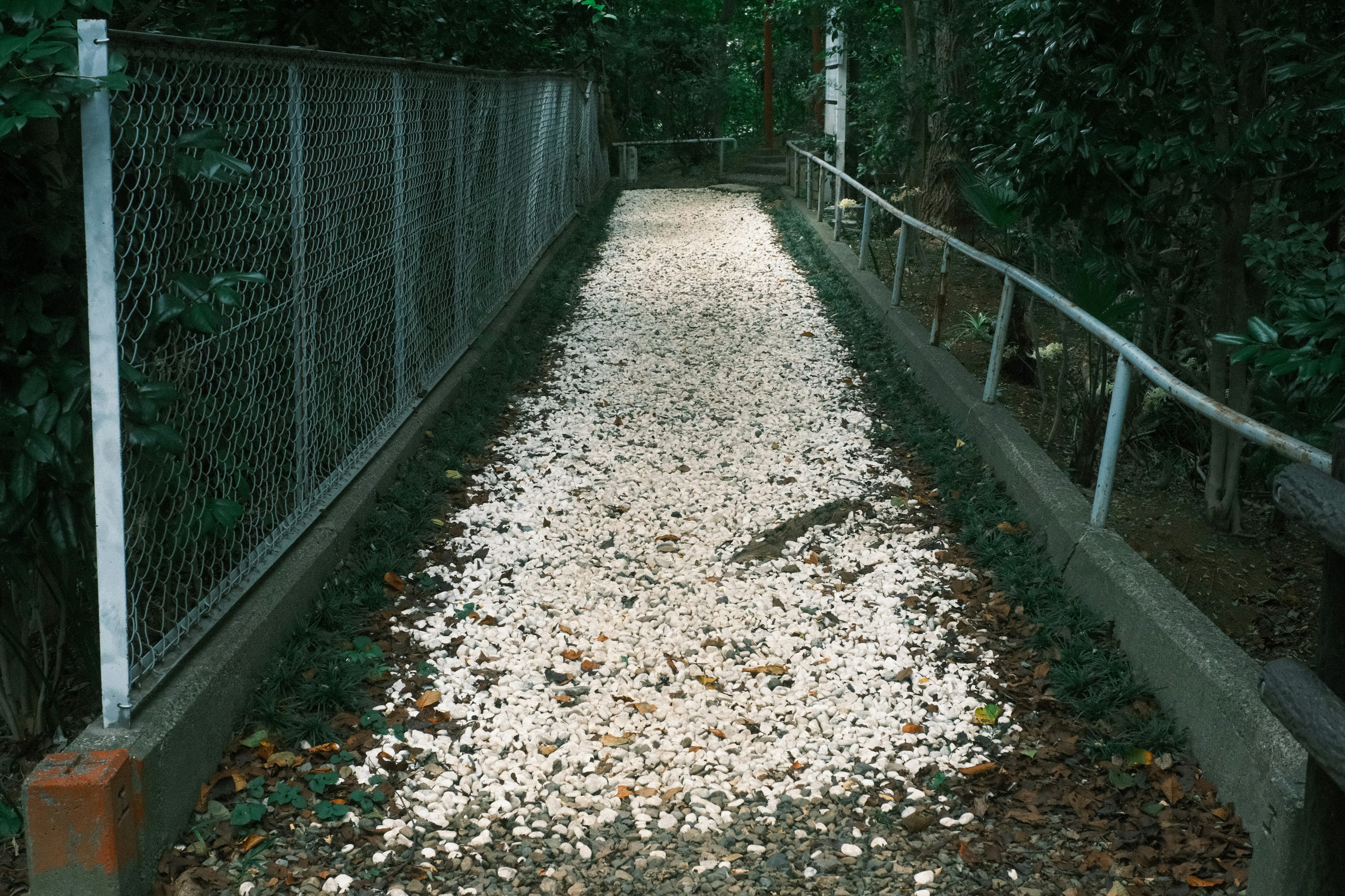 Narrow path lined with stones surrounded by greenery