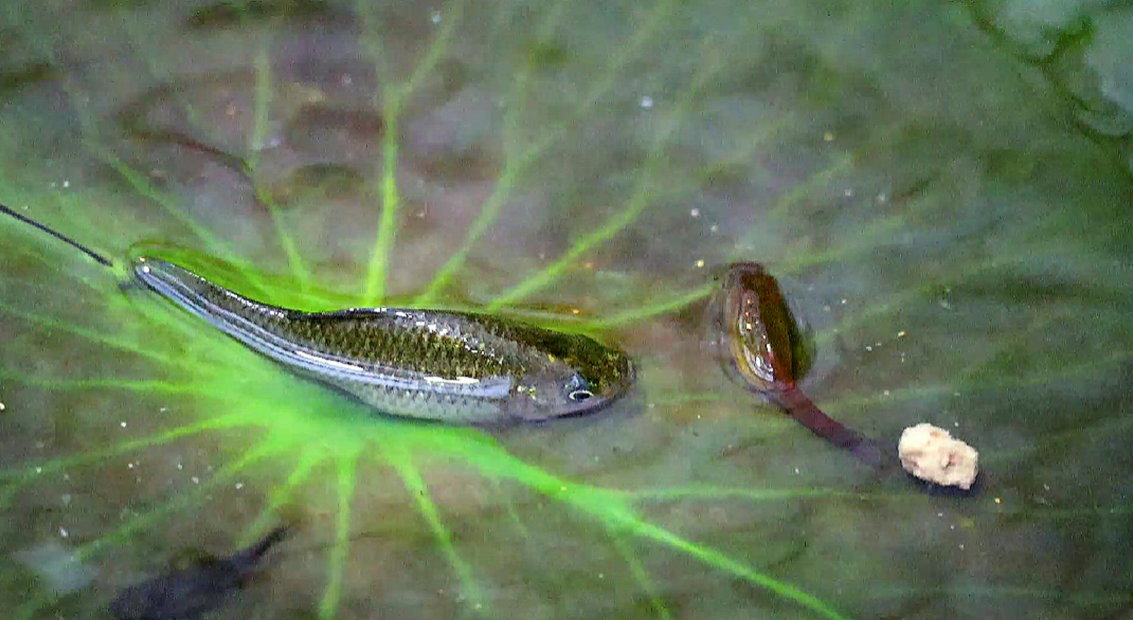 Un piccolo pesce appoggiato su una foglia di ninfea con alcune pietre vicino