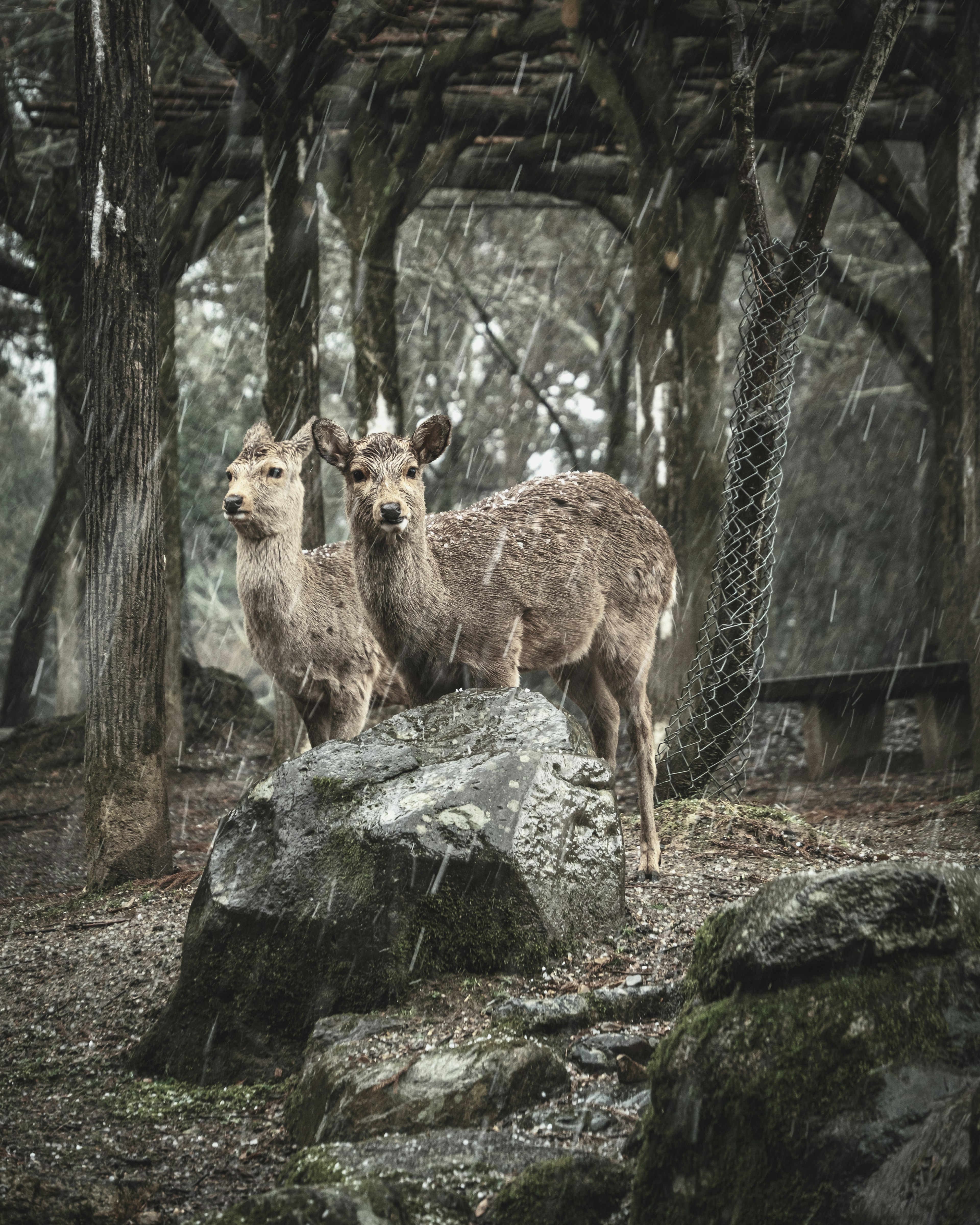 Two deer standing on a rock in a forest setting with rain falling