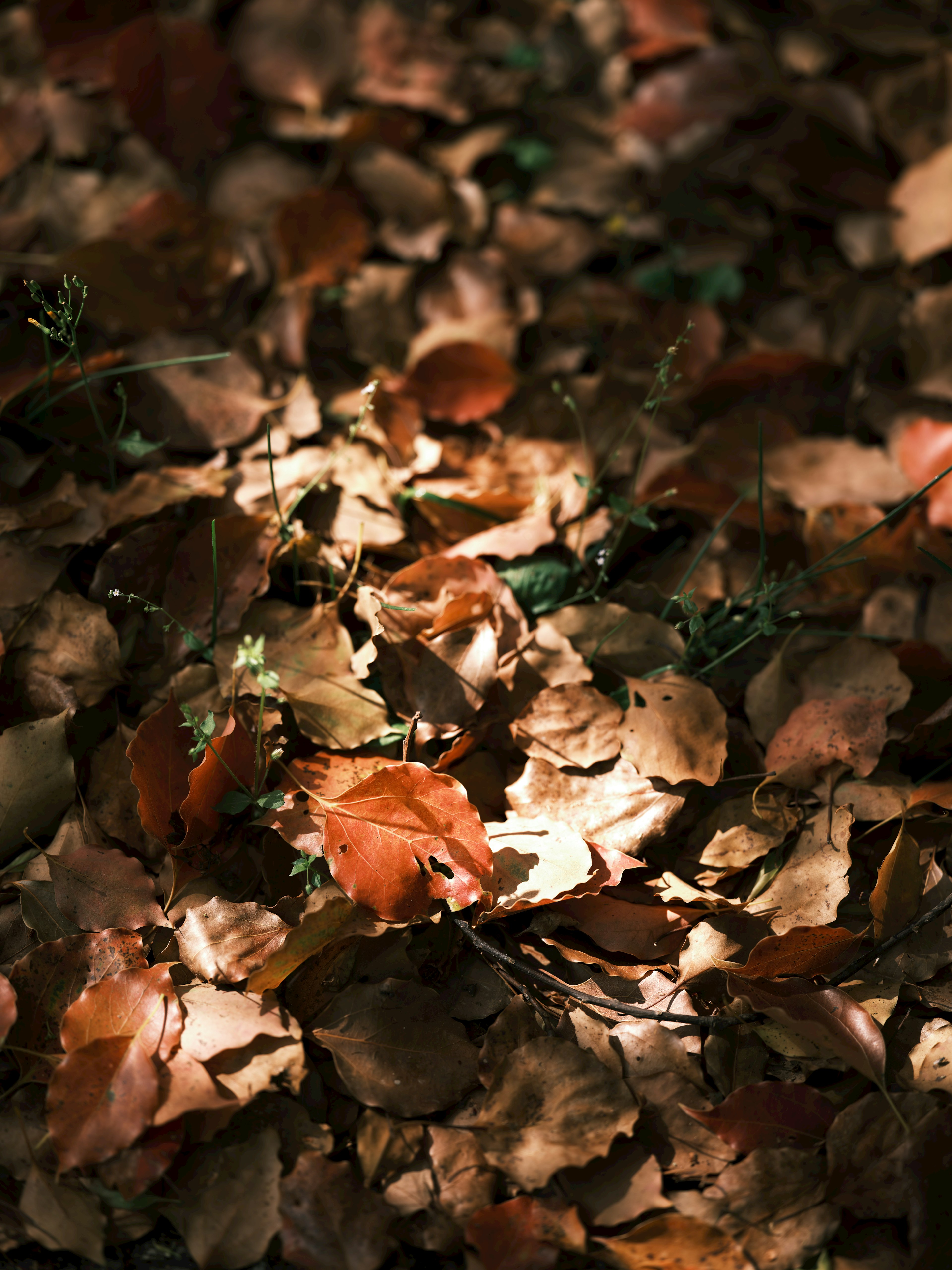 Un sol recouvert de feuilles mortes éclairé par une lumière douce