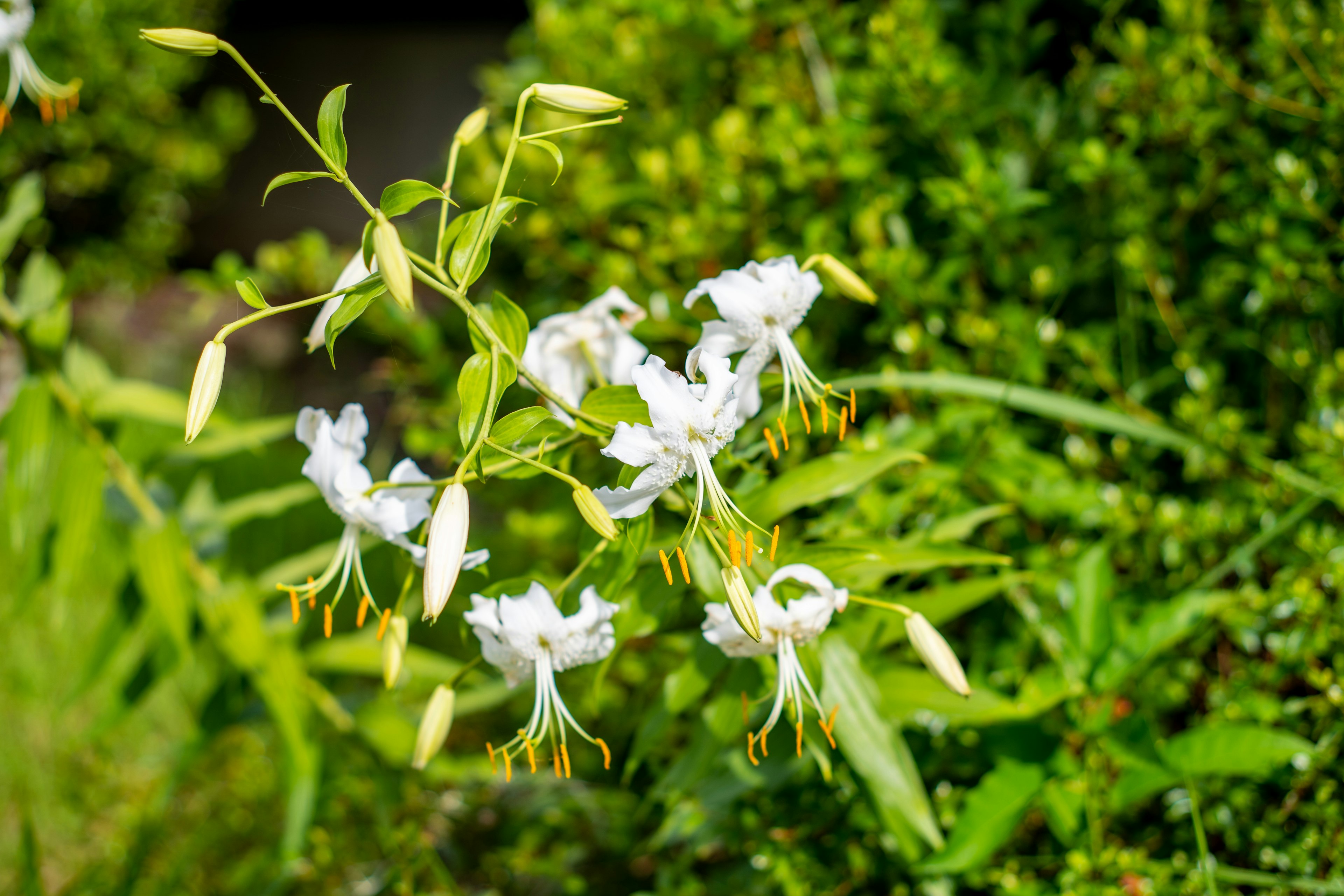 白い花と緑の葉が特徴的な庭の植物