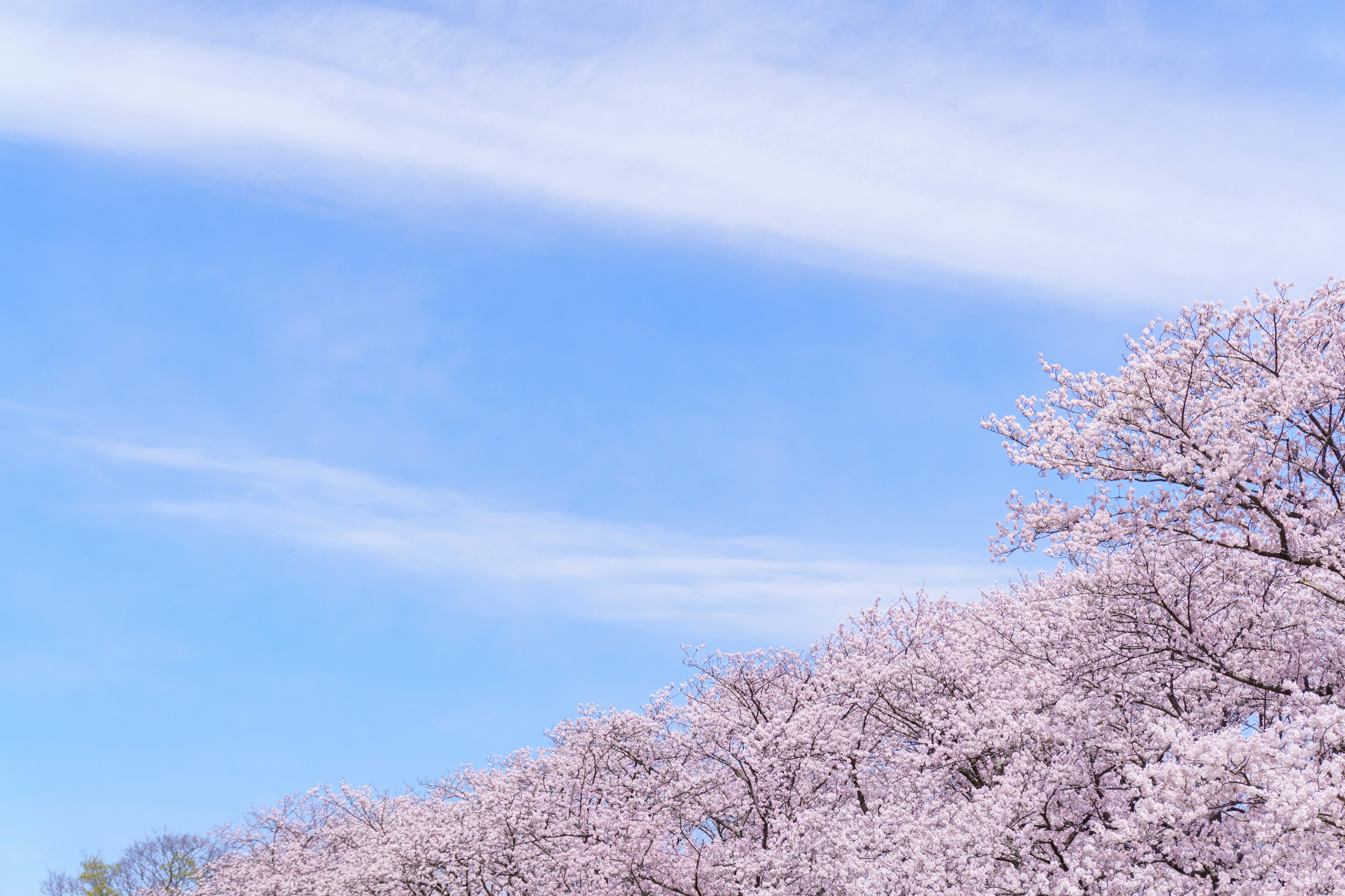 Wunderschöne Landschaft mit Kirschblüten unter einem blauen Himmel