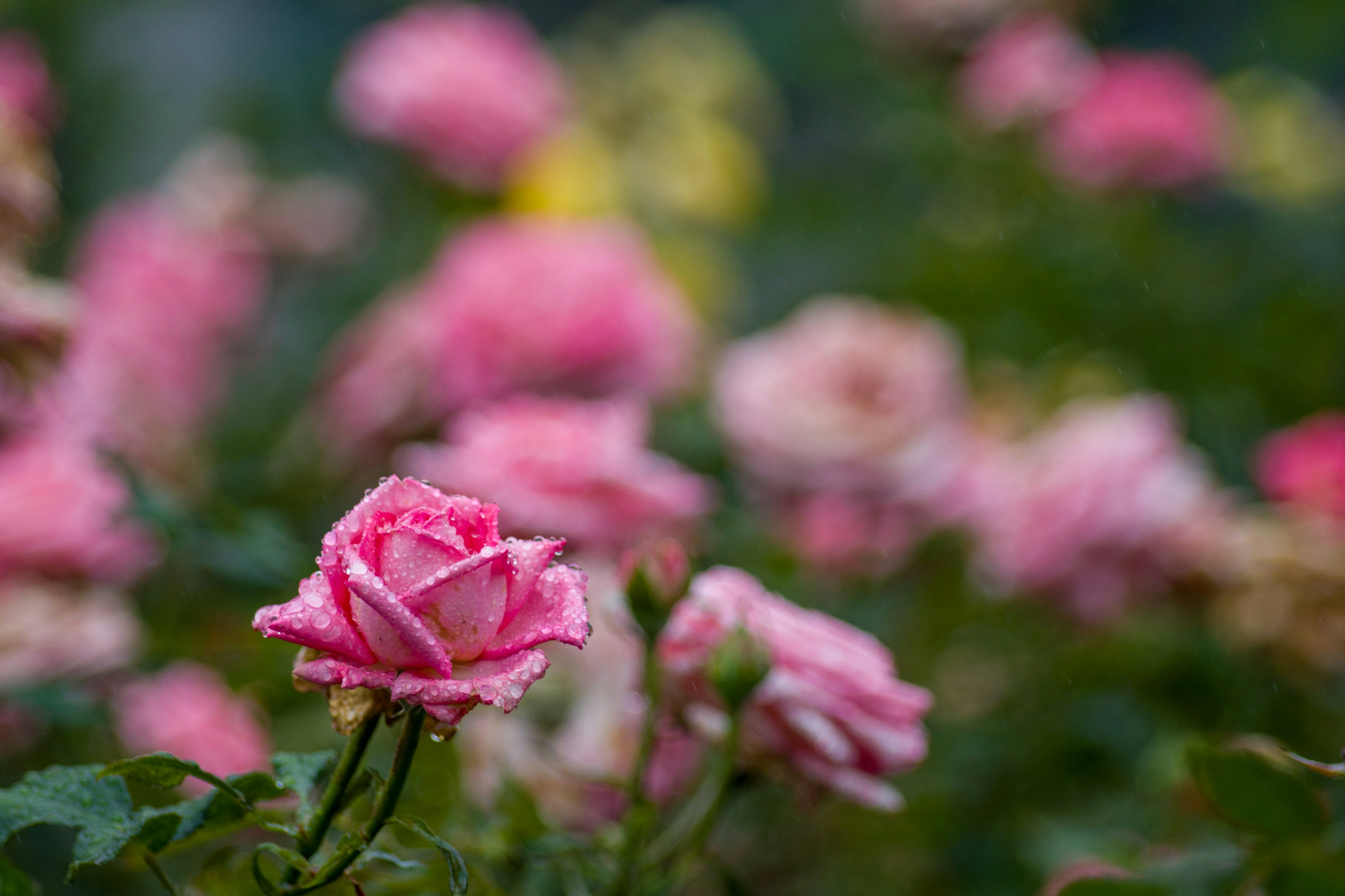 Beautiful garden scene with blooming pink roses