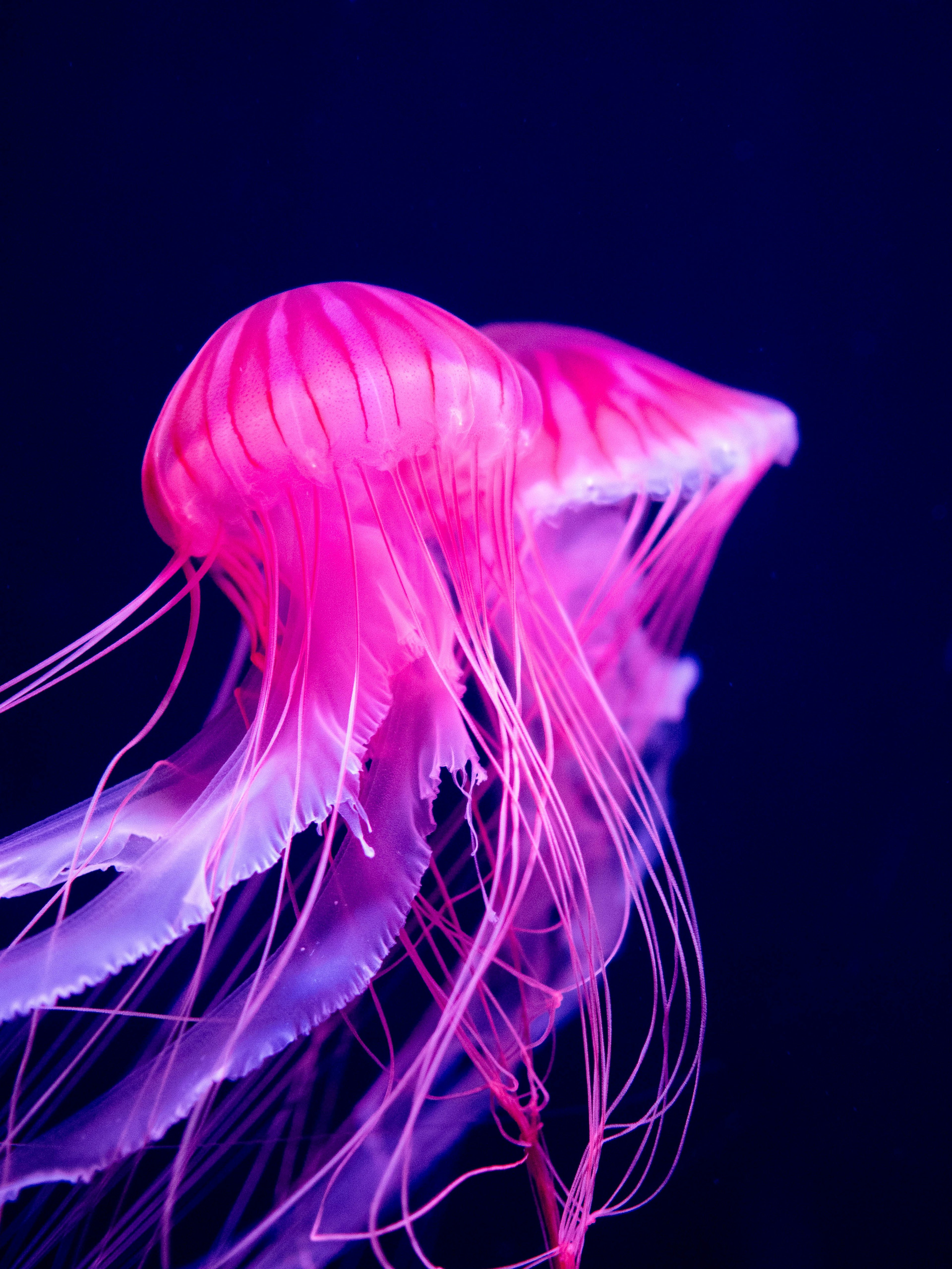 Vibrante rosa Qualle, die vor einem blauen Hintergrund schwebt