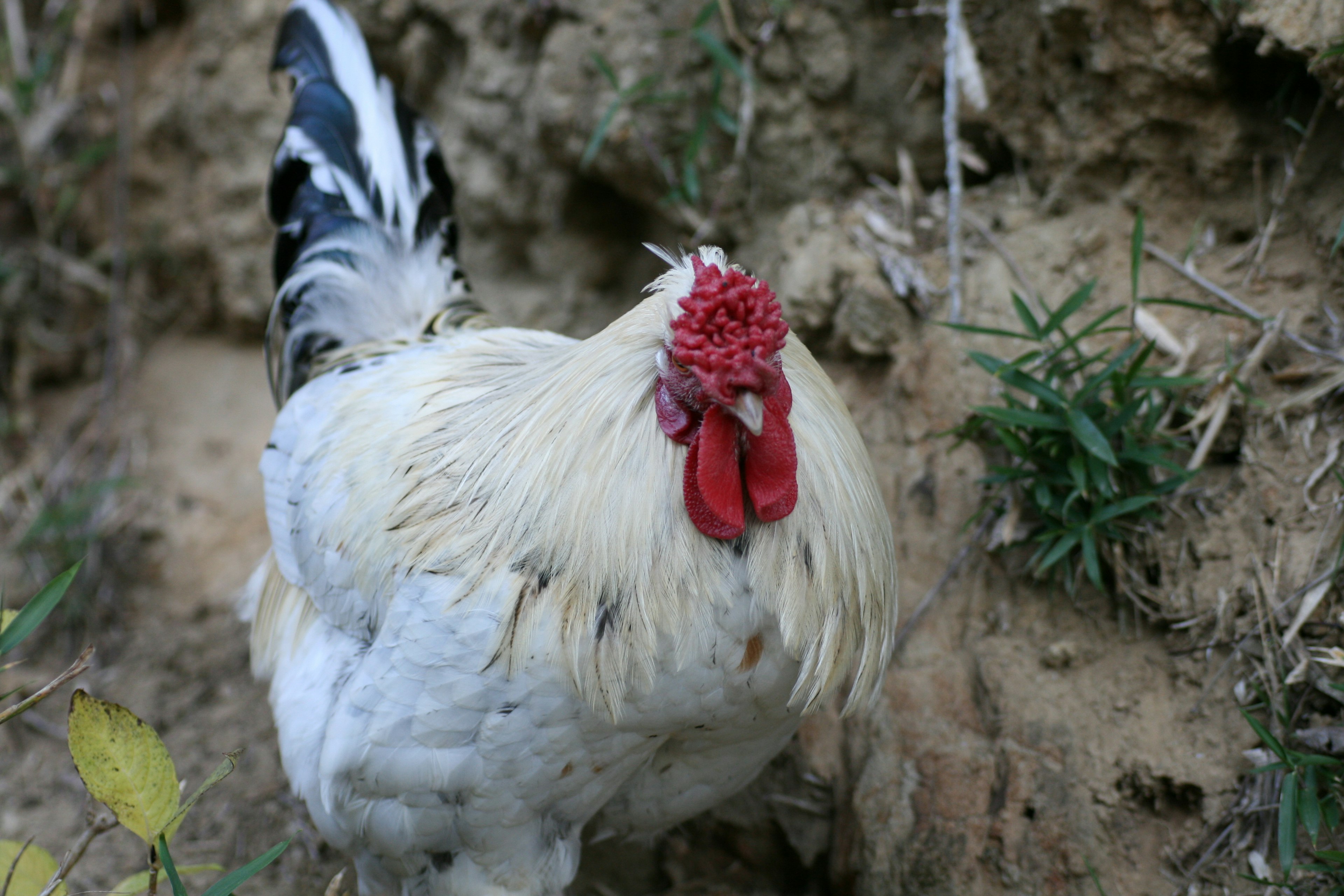 Gambar dekat seekor ayam jantan putih berdiri di tanah dengan jambul merah dan bulu hitam