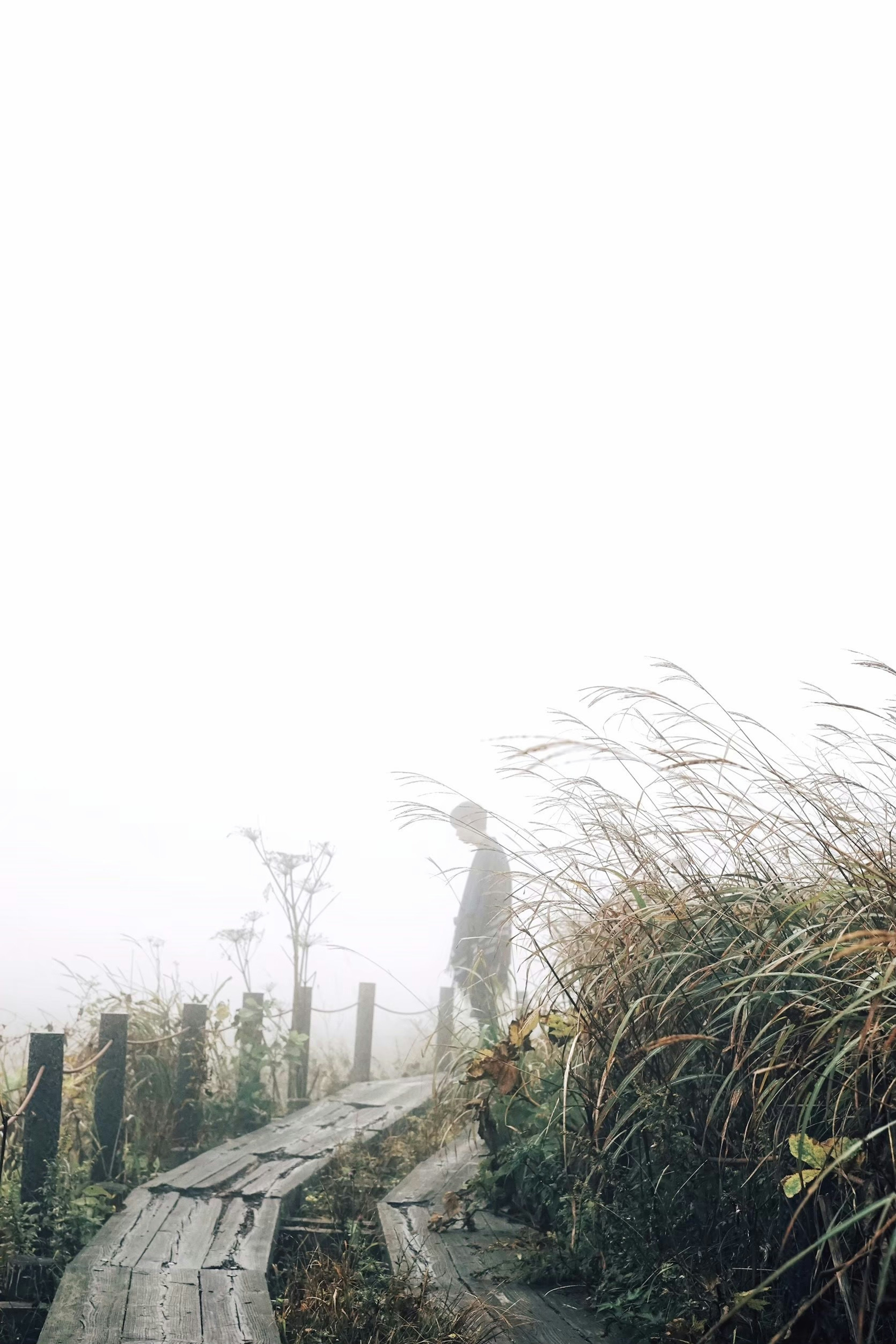 Una figura che si erge nella nebbia lungo un sentiero di legno circondato da erba alta