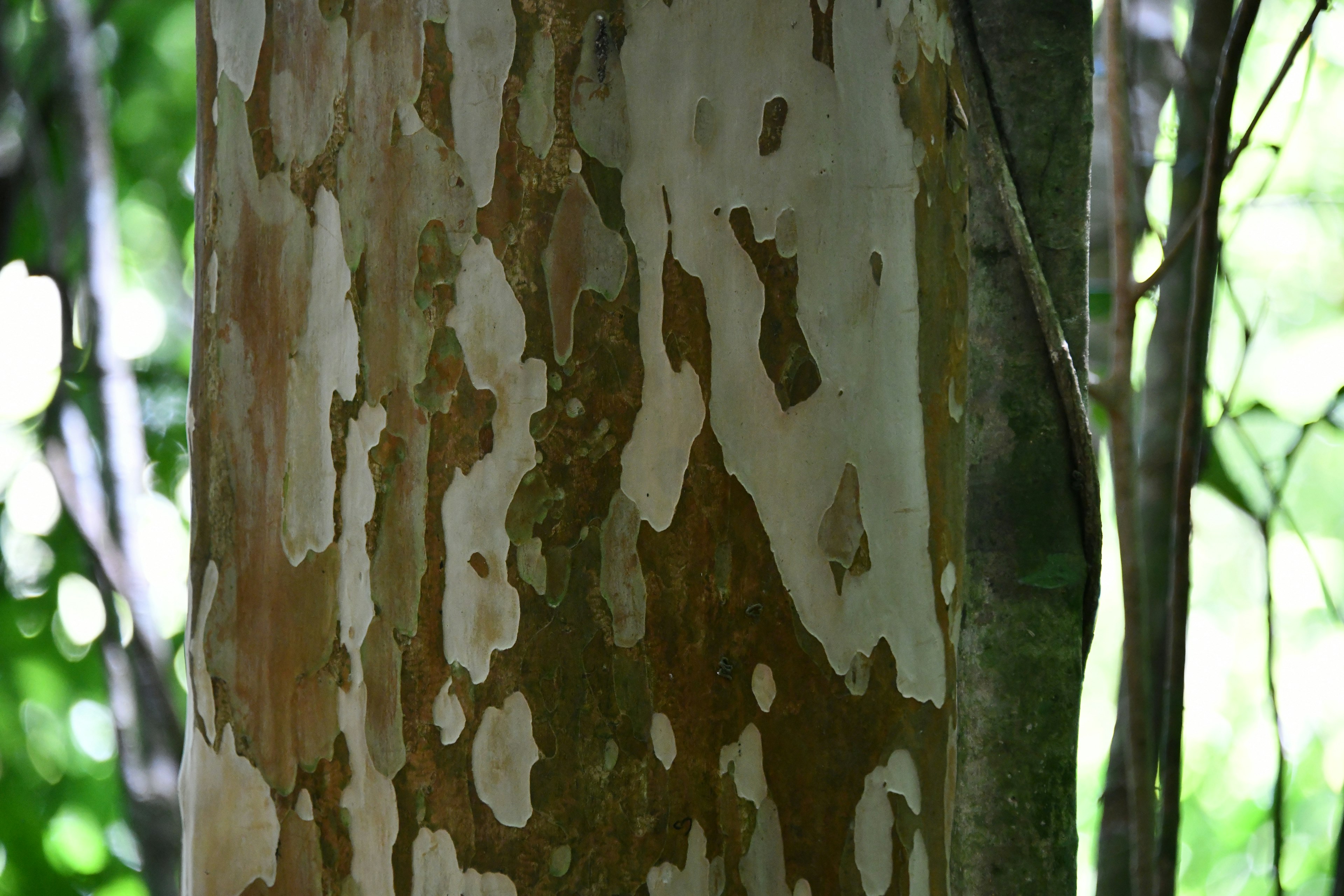 Tree trunk with unique bark patterns surrounded by lush greenery