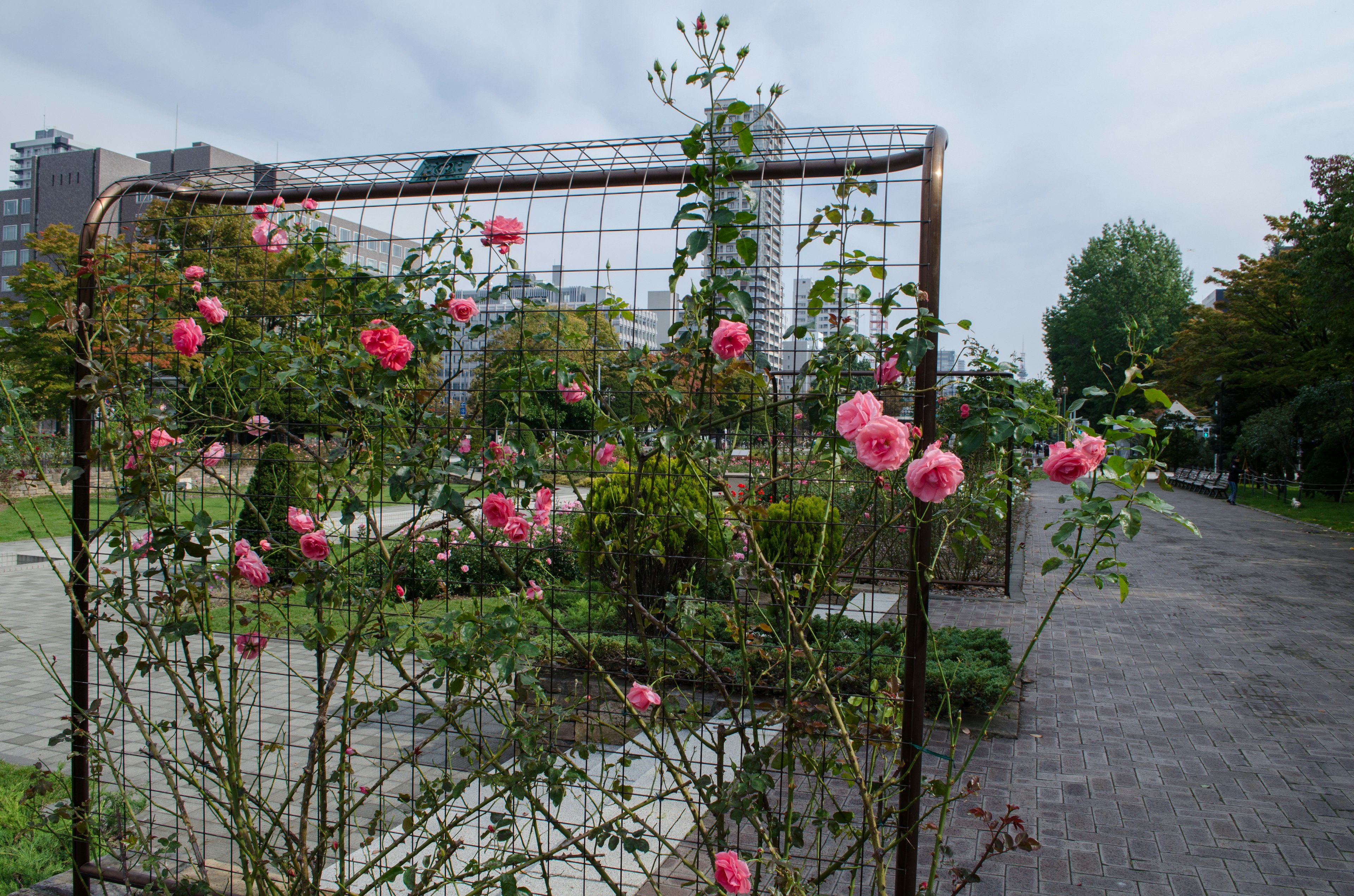 公園のバラの花が咲くフェンスの景色