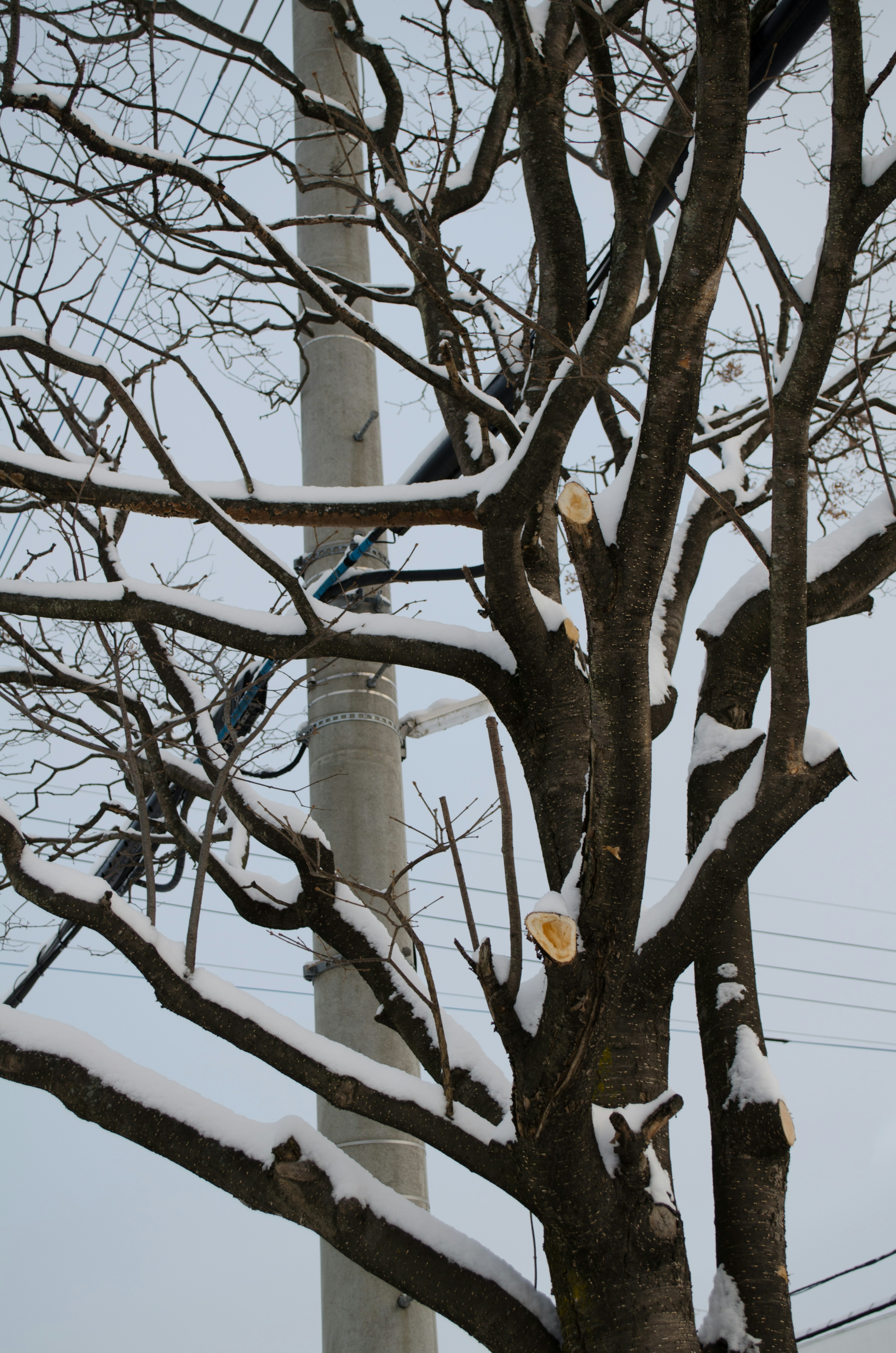 Snow-covered tree branches with a utility pole in the background