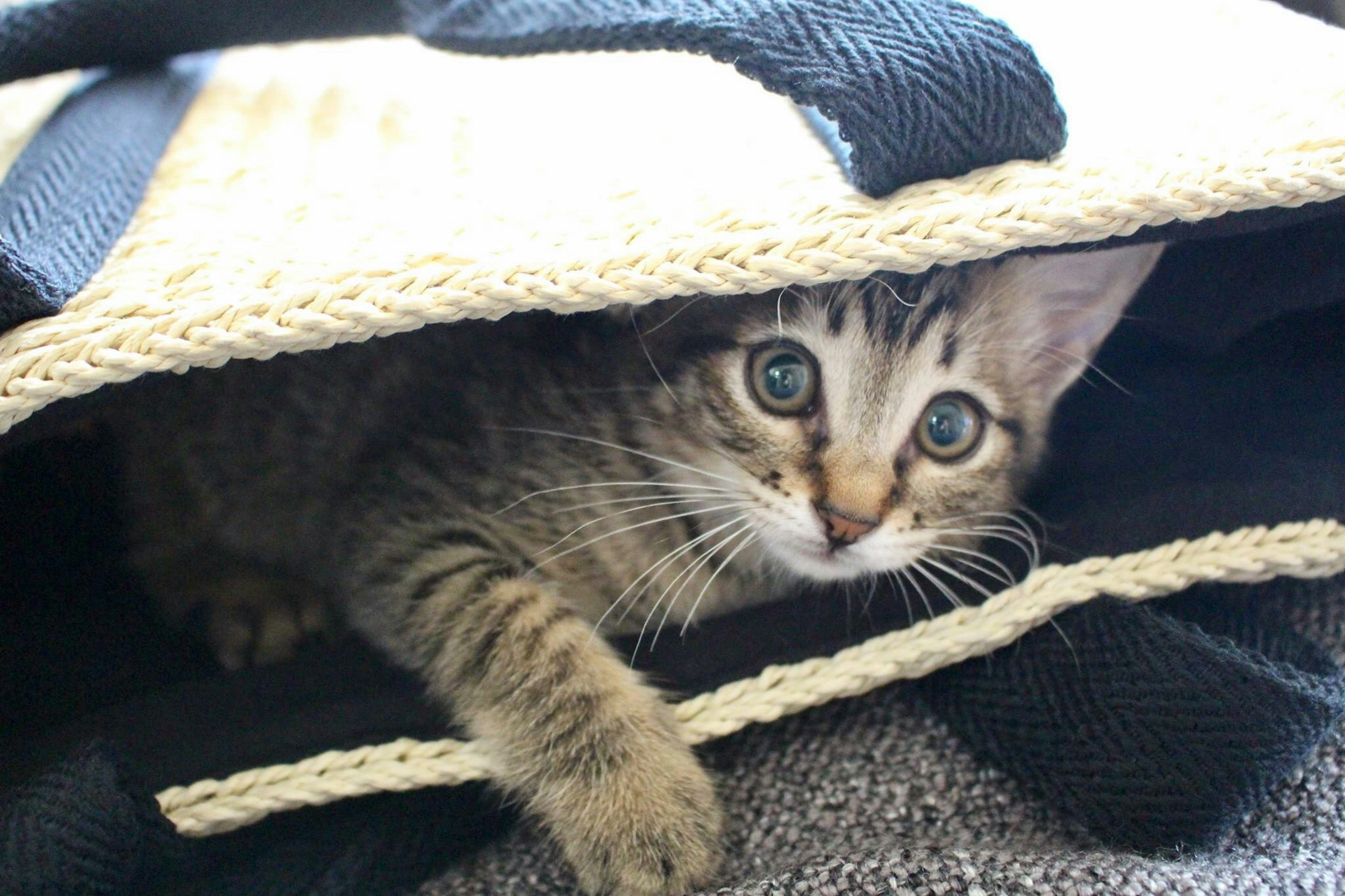 Eine Katze, die sich in einer Tasche mit auffälligen Augen versteckt