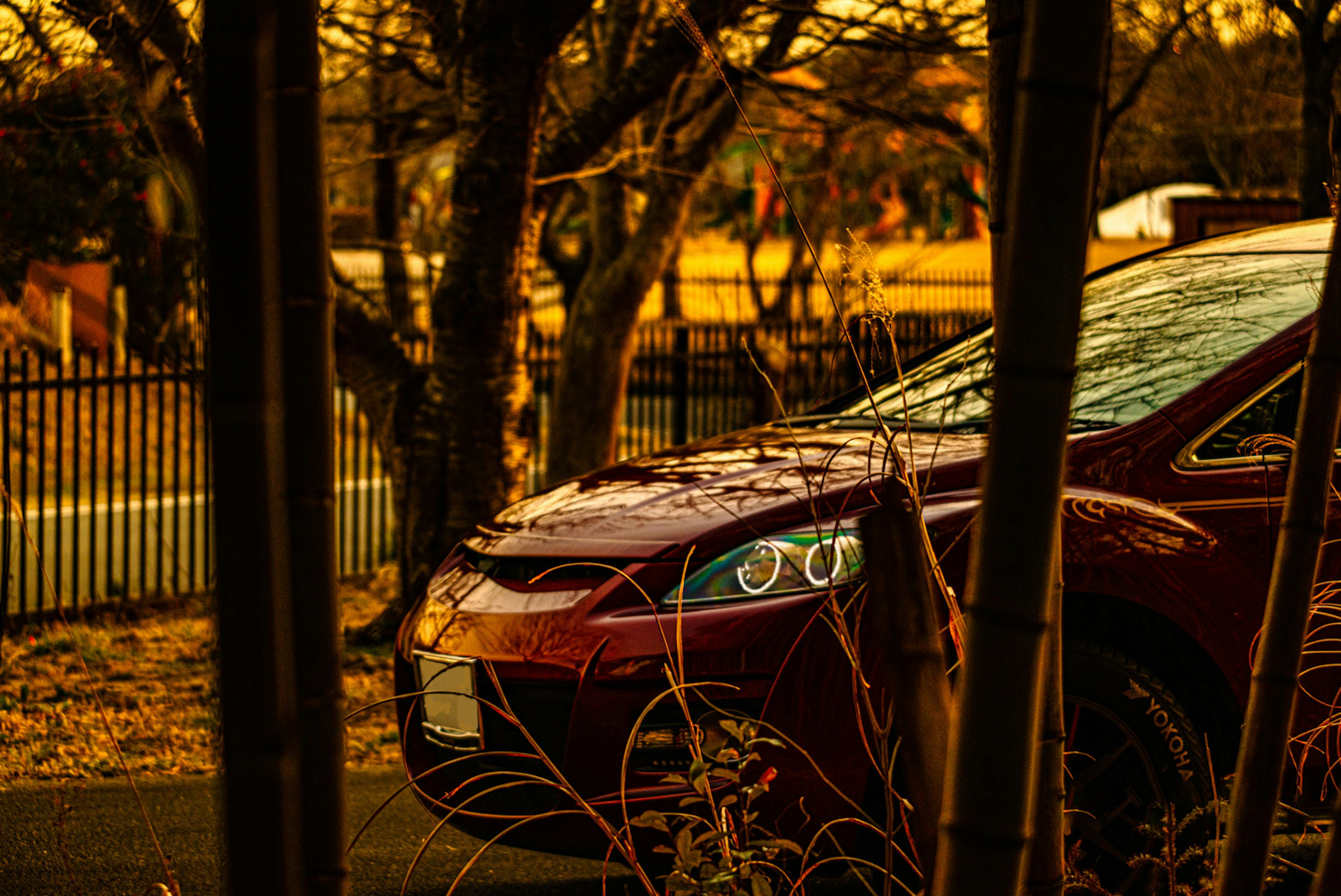 Coche rojo parcialmente oculto entre bambús a la luz del atardecer