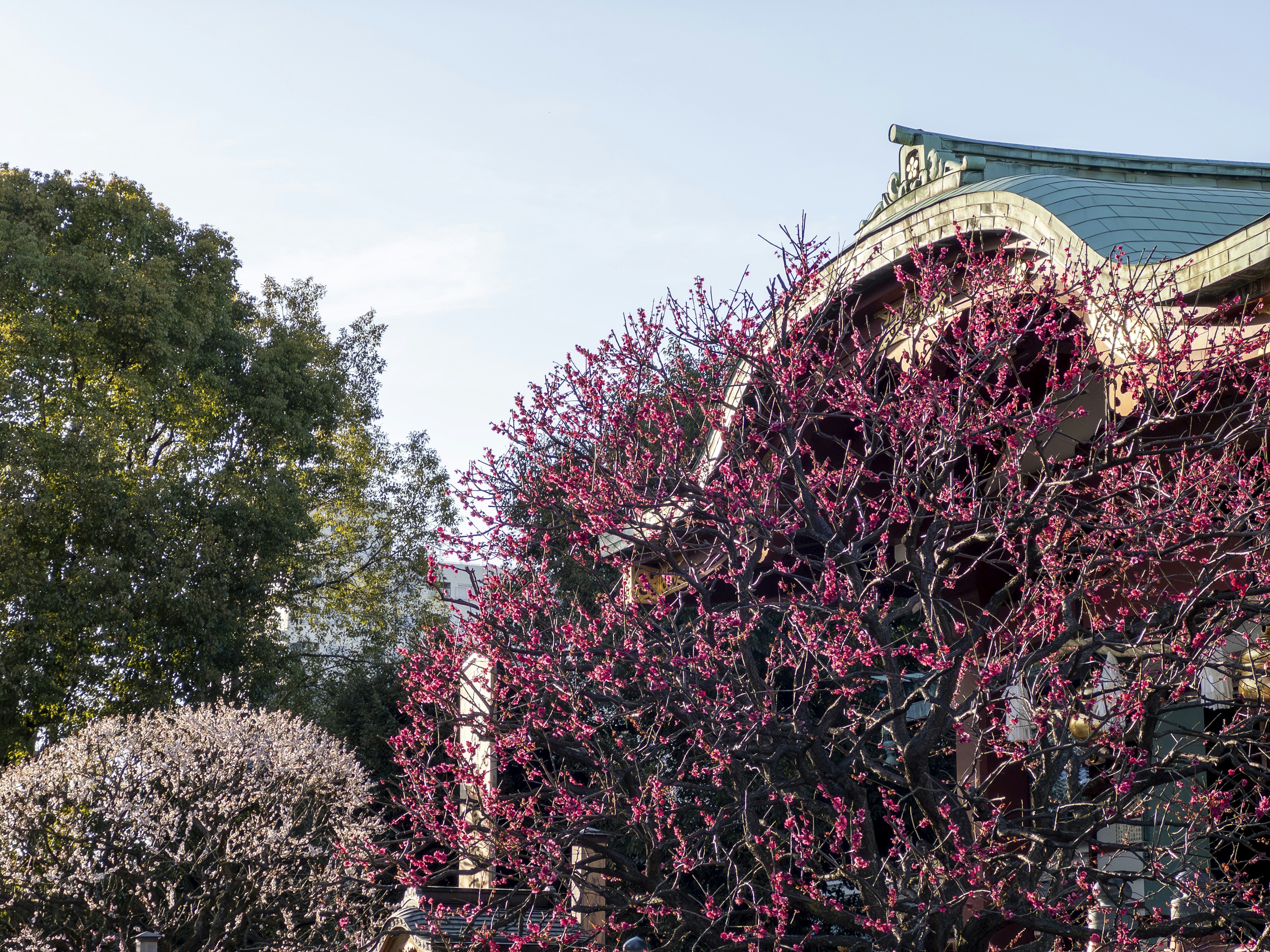 Traditional building side with blooming spring flowers