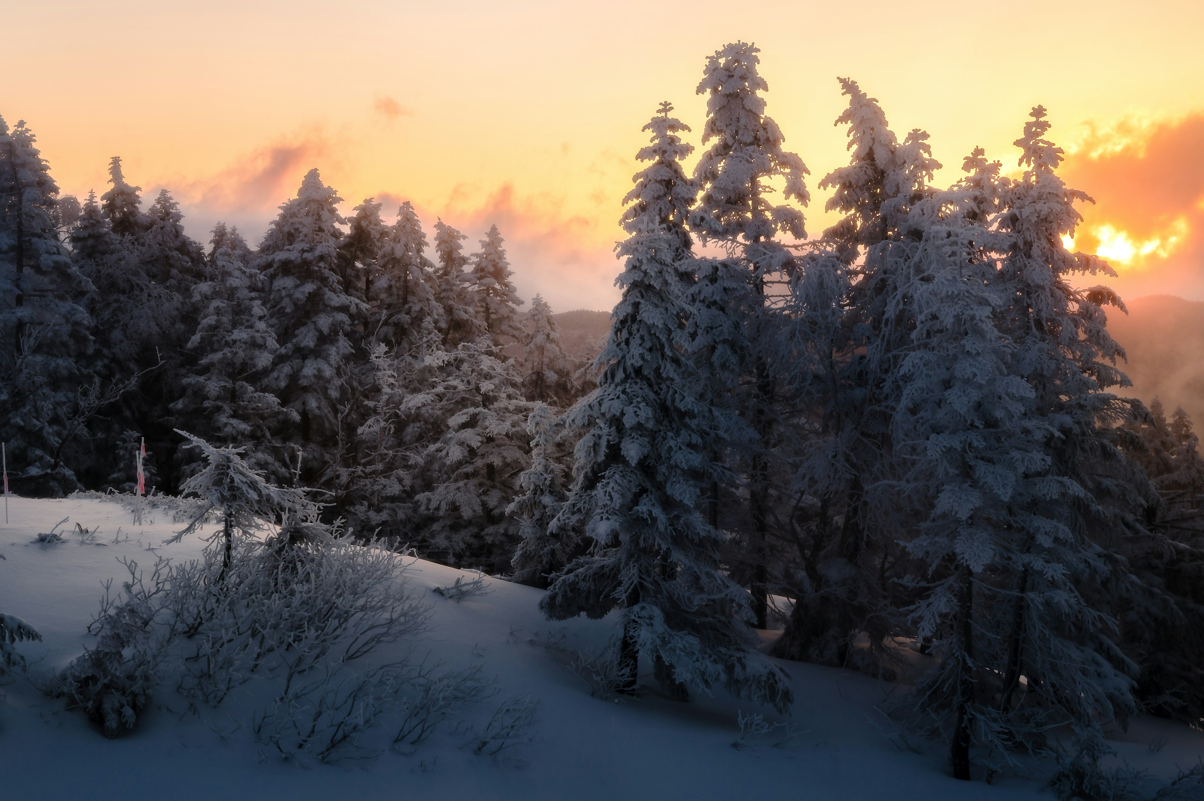 Von Schnee bedeckte Bäume mit einem schönen Sonnenuntergang