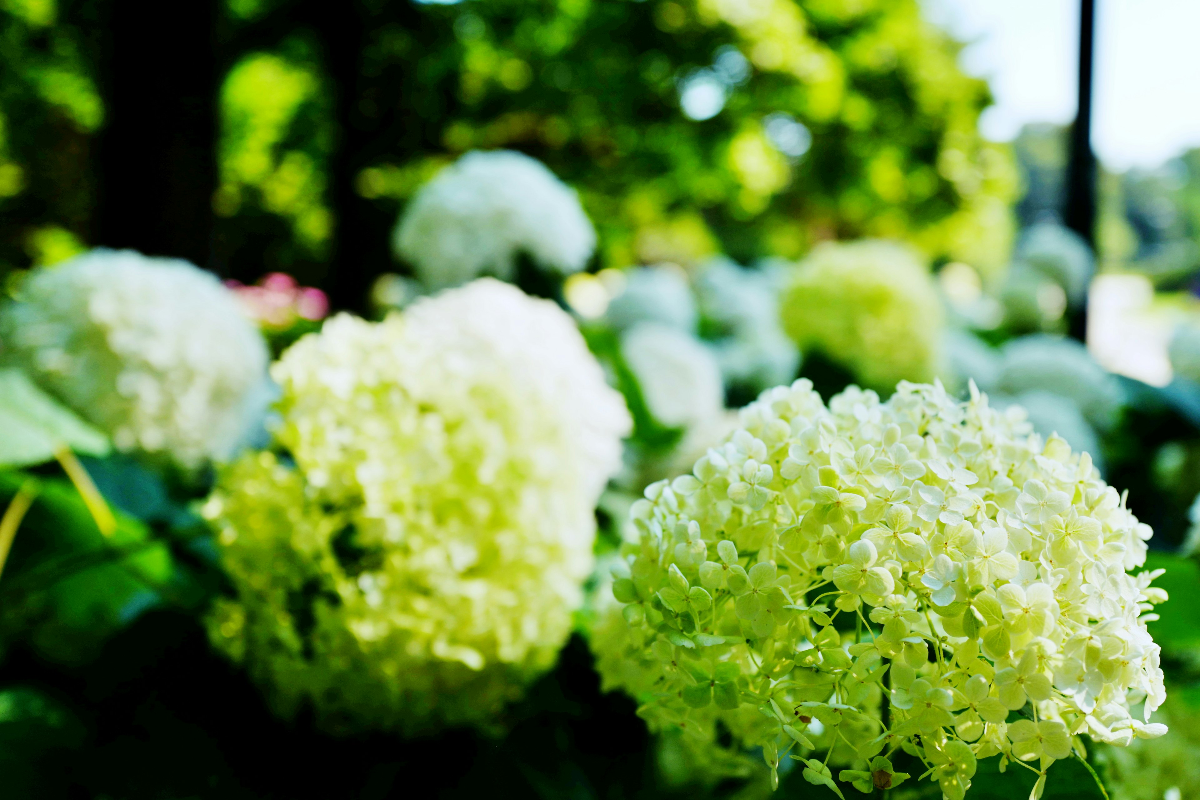 Kedekatan bunga hortensia putih yang mekar di antara daun hijau