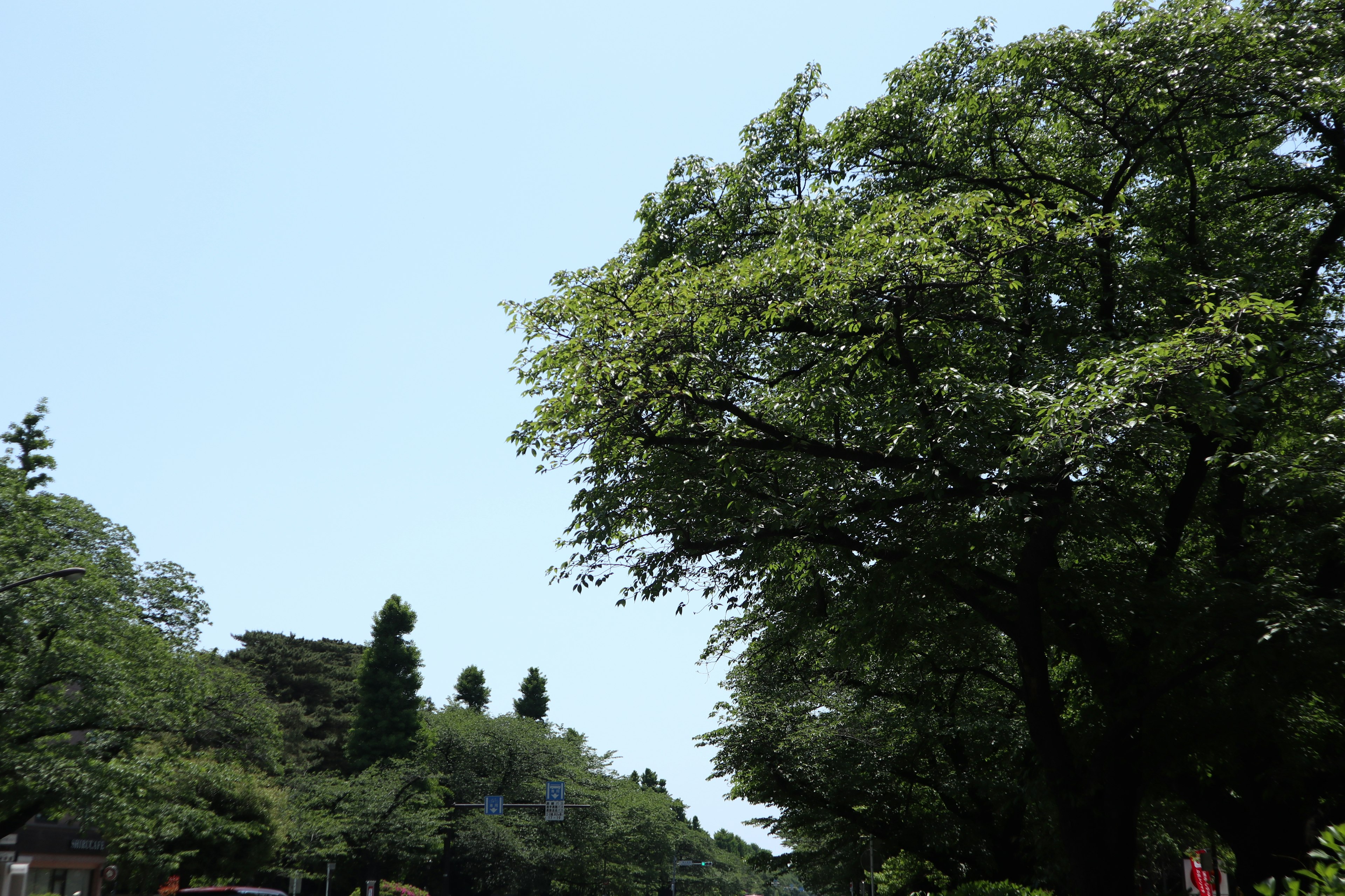 Alberi verdi lussureggianti sotto un cielo blu chiaro con un paesaggio sereno