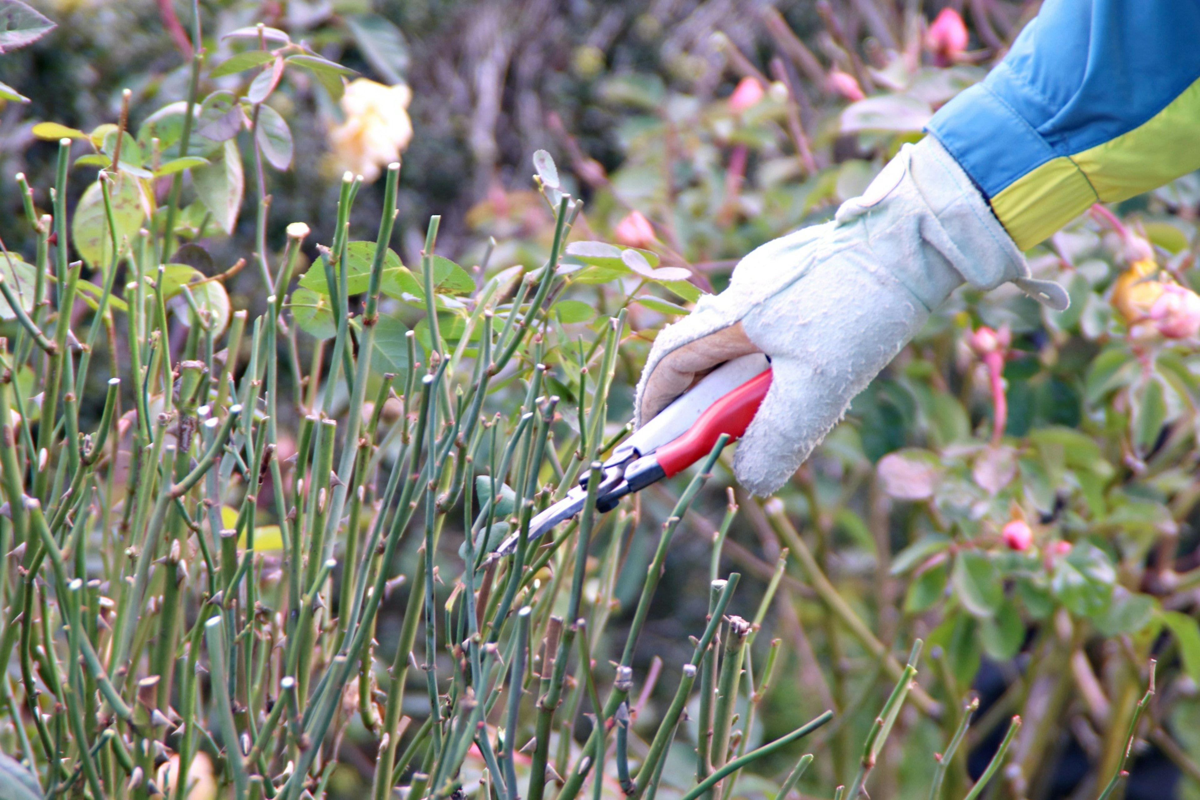 Gehandschierte Hand mit einer Gartenschere, die Rosen schneidet