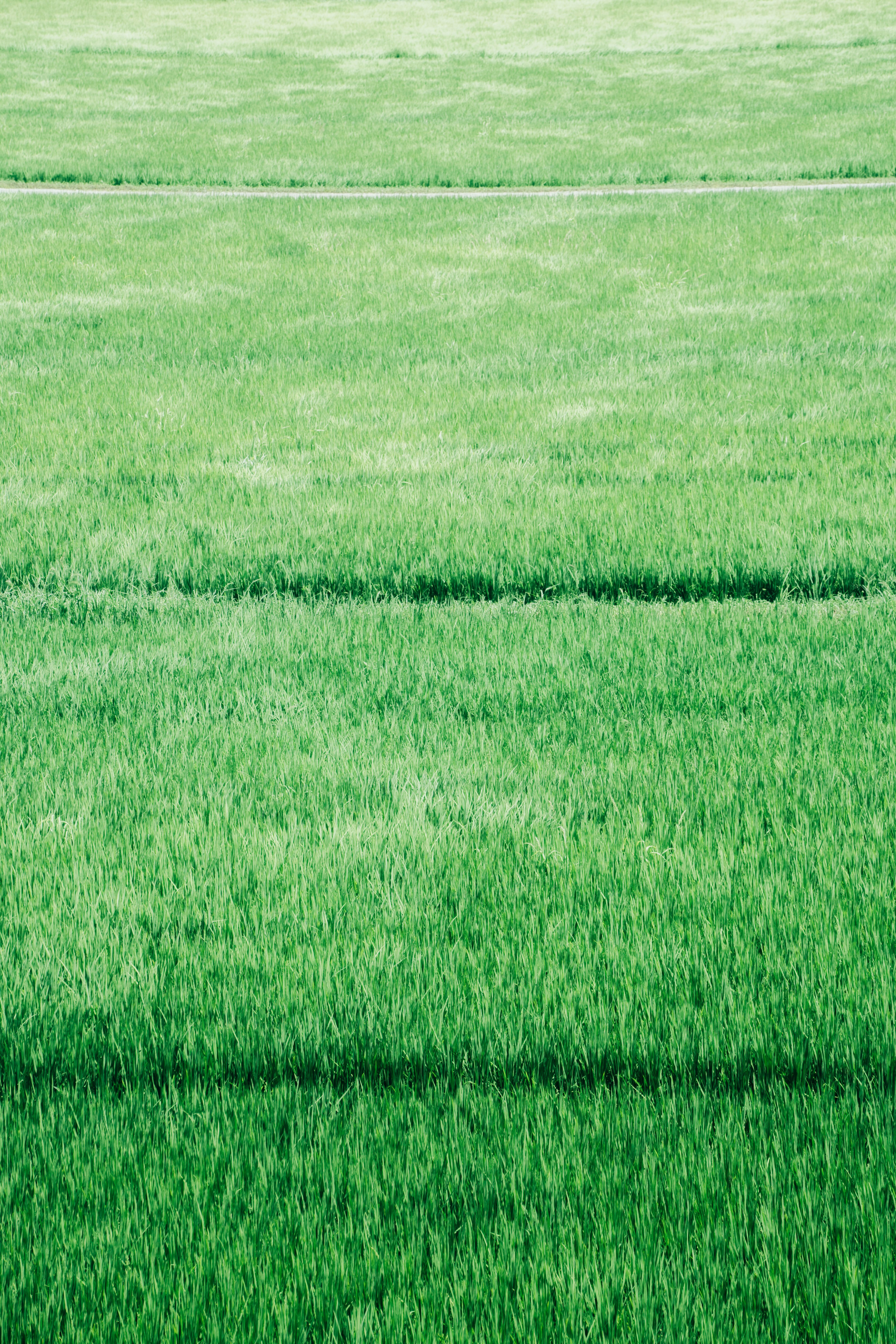 Immagine di un motivo di erba verde uniforme con linee visibili