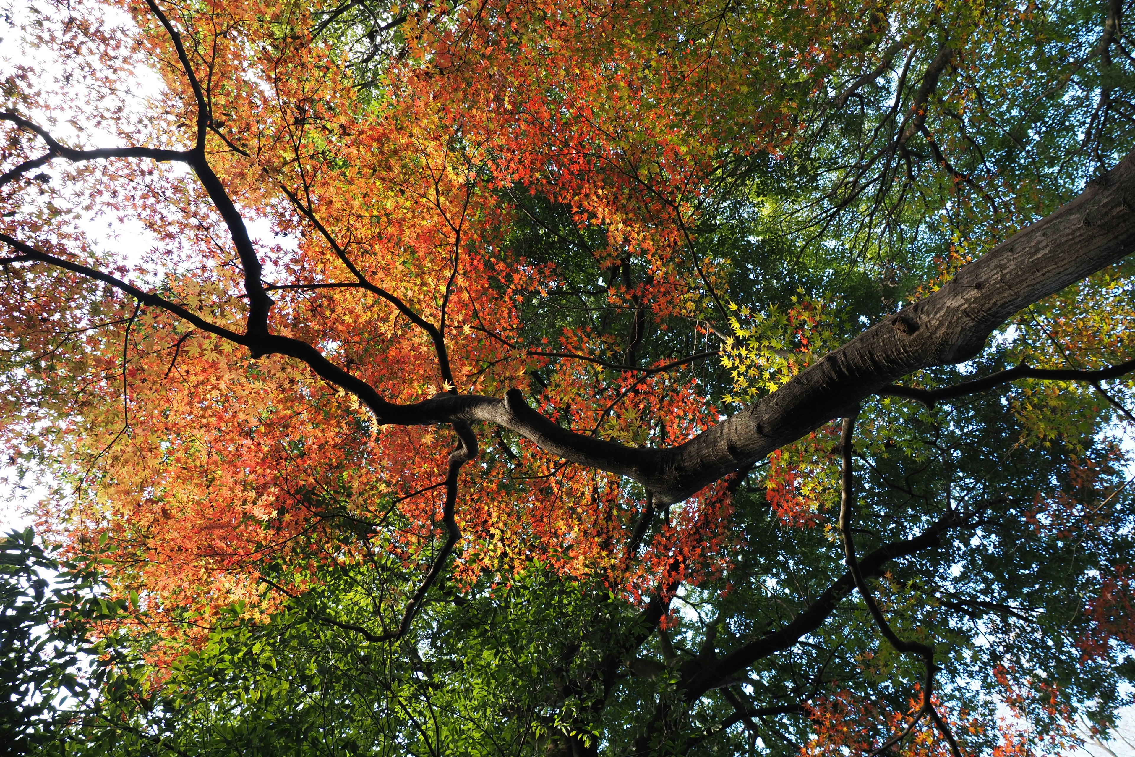 Blick nach oben auf einen Baum mit lebhaftem Herbstlaub