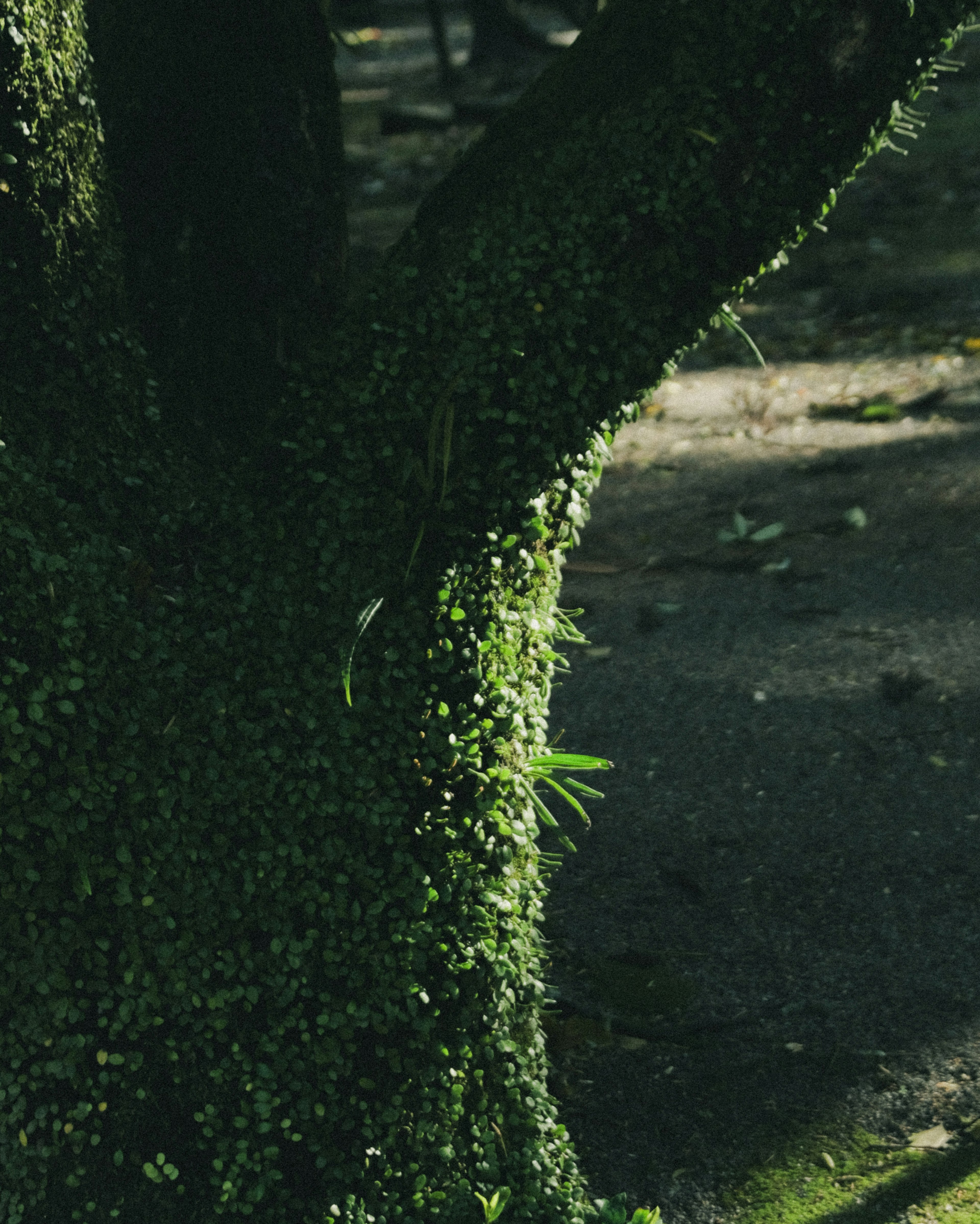 Acercamiento de un tronco de árbol cubierto de musgo verde