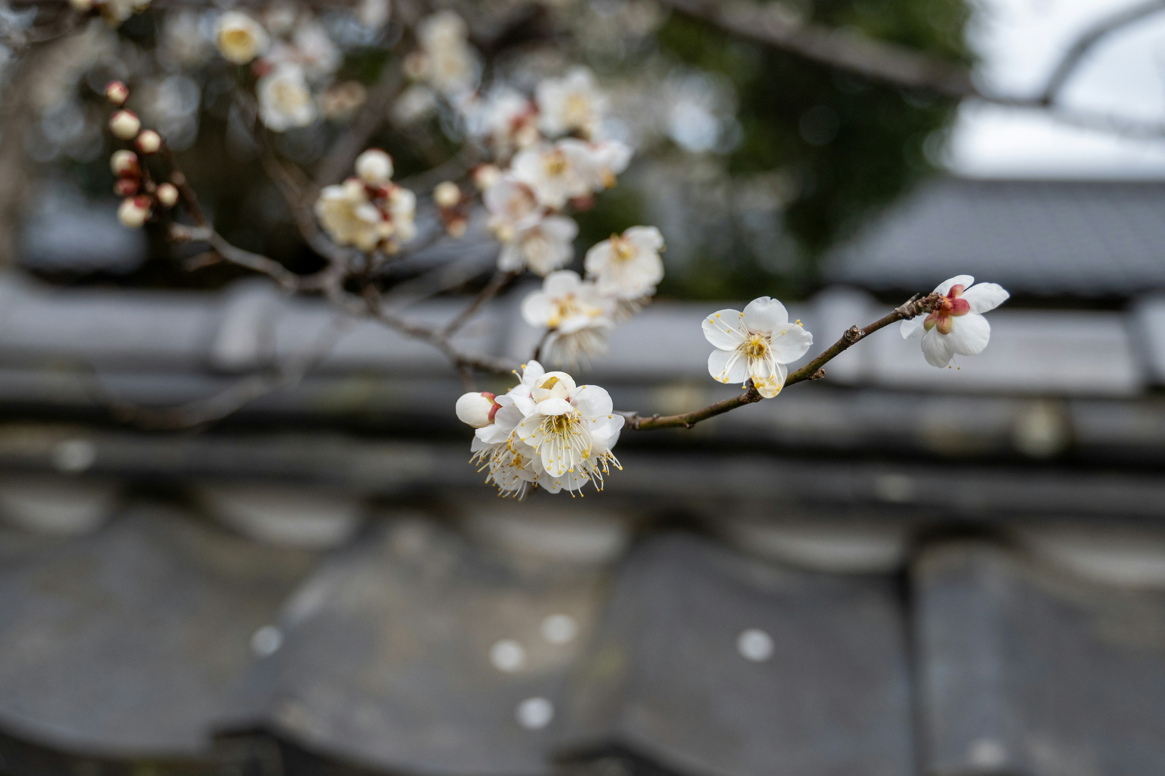 Flores blancas en flor en una rama de ciruelo con un techo de tejas de fondo