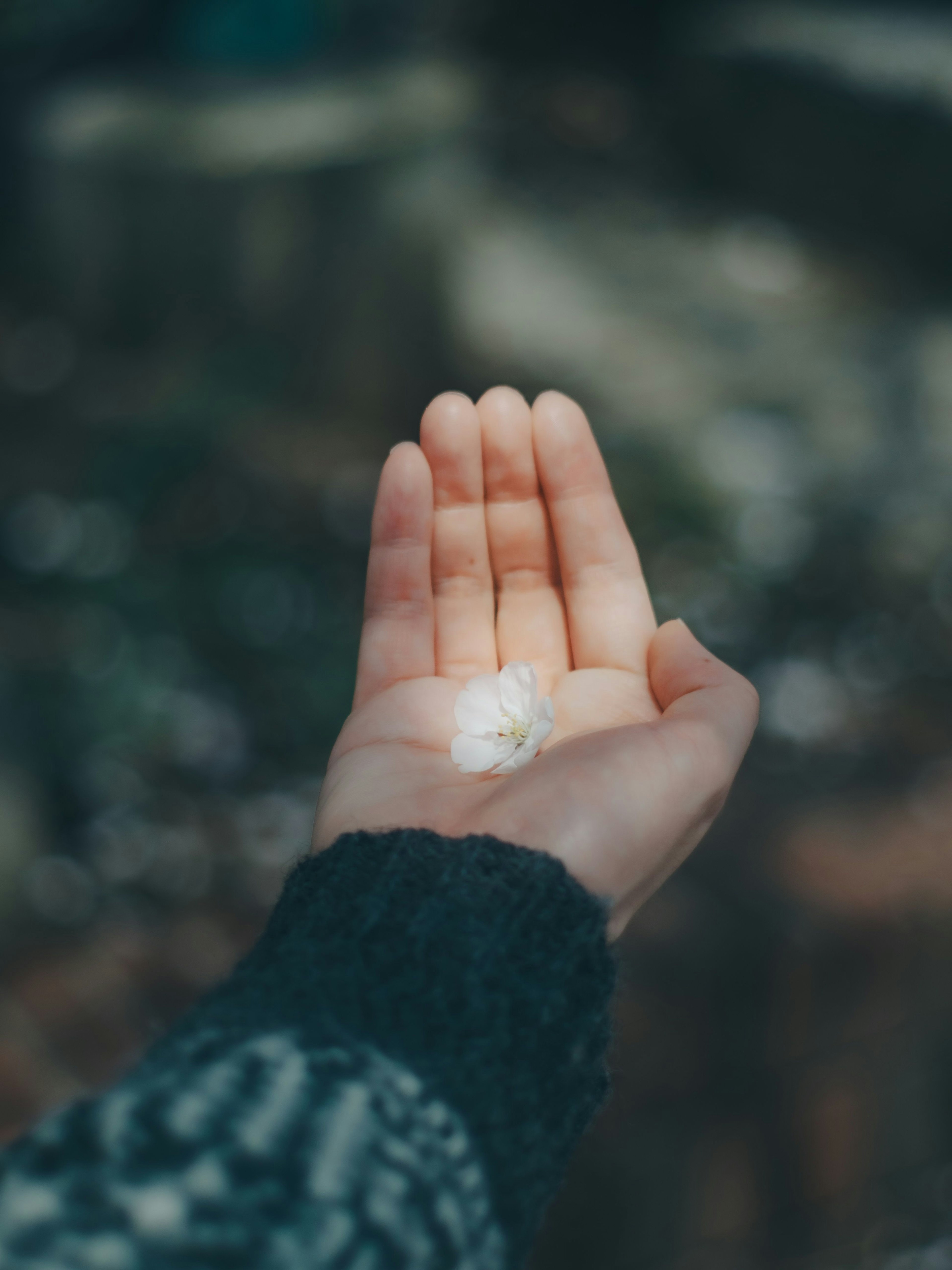 Une main tenant un pétale blanc sur un fond flou