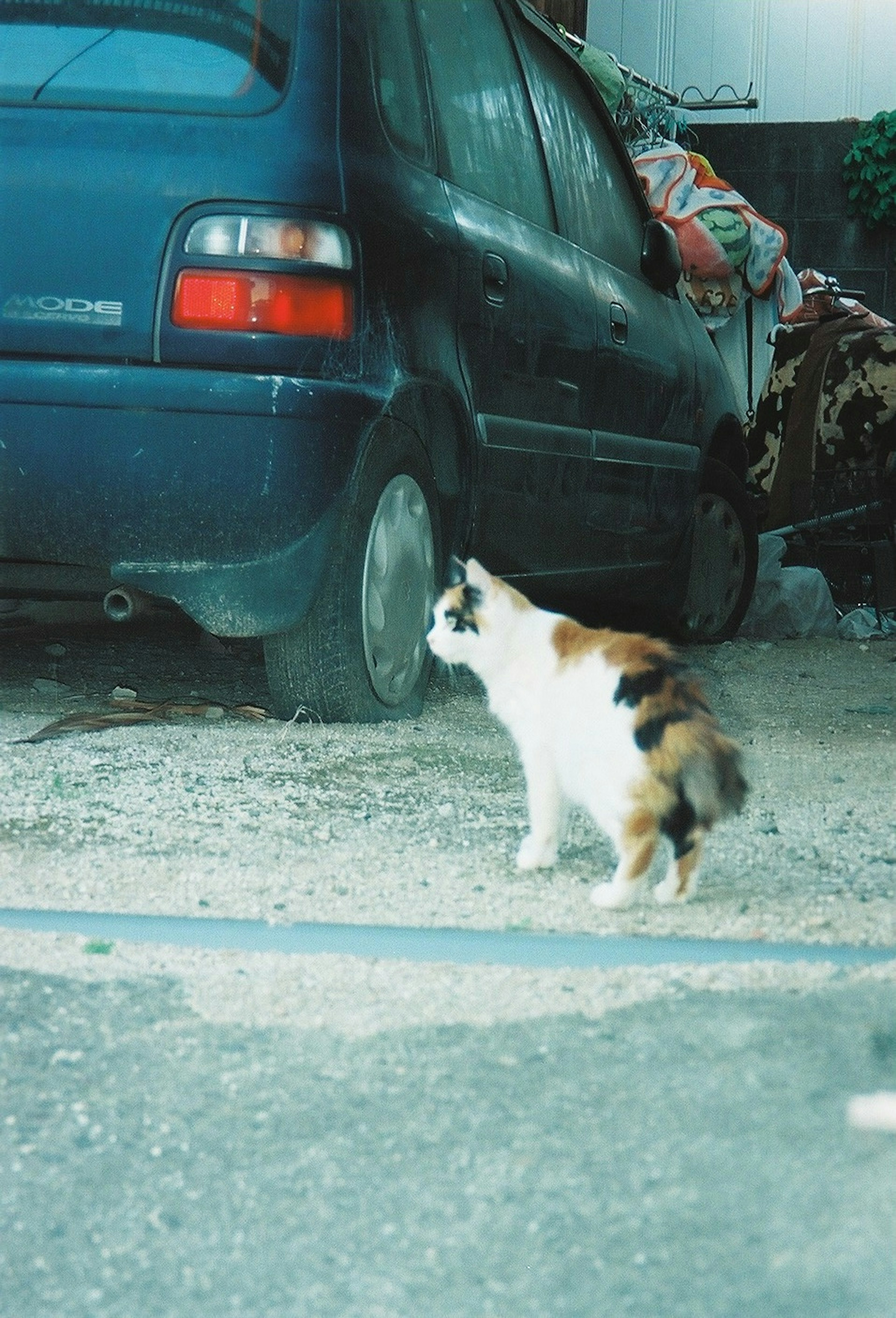 Eine dreifarbige Katze, die neben einem blauen Auto läuft