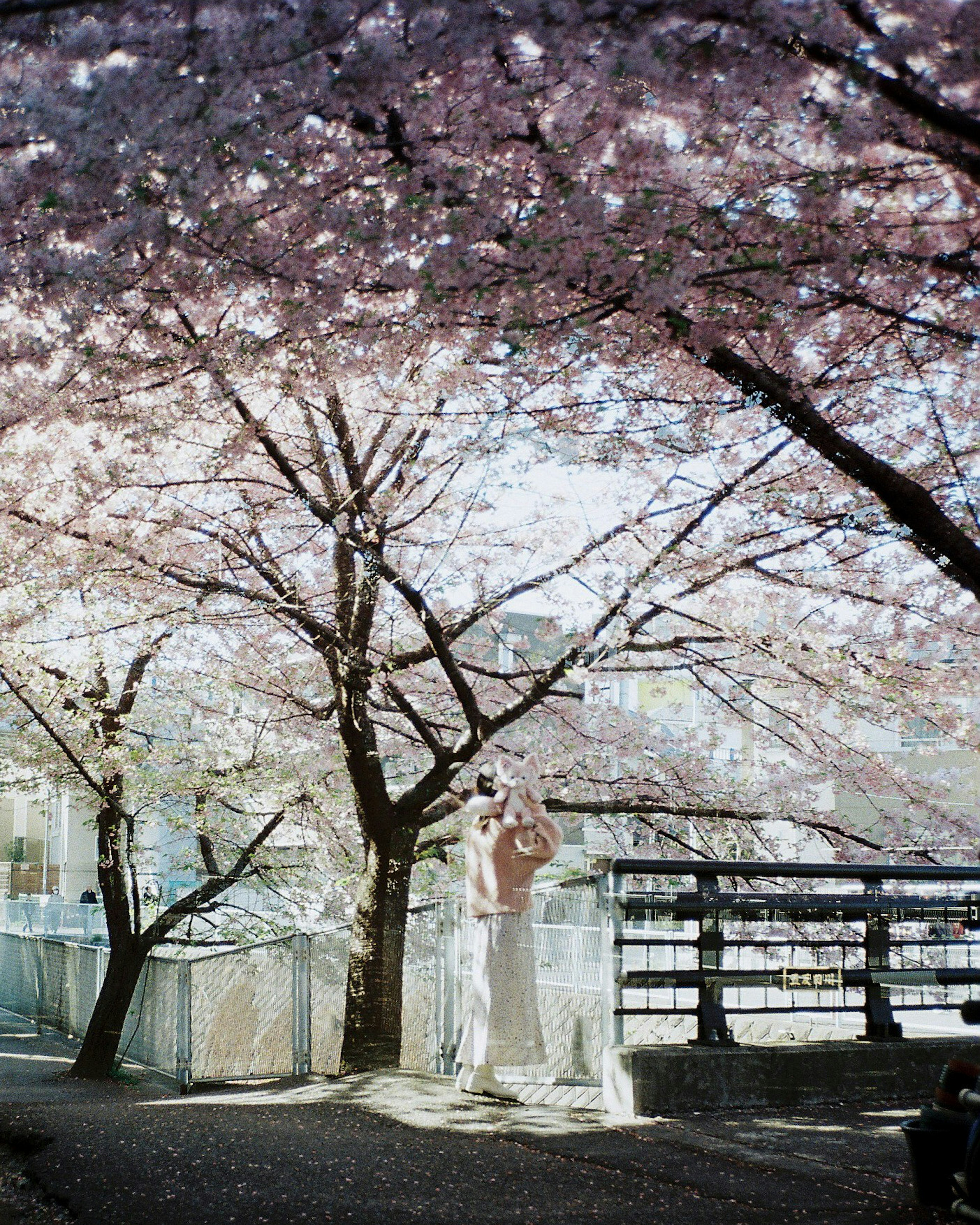 Une femme en robe blanche posant sous des cerisiers en fleurs