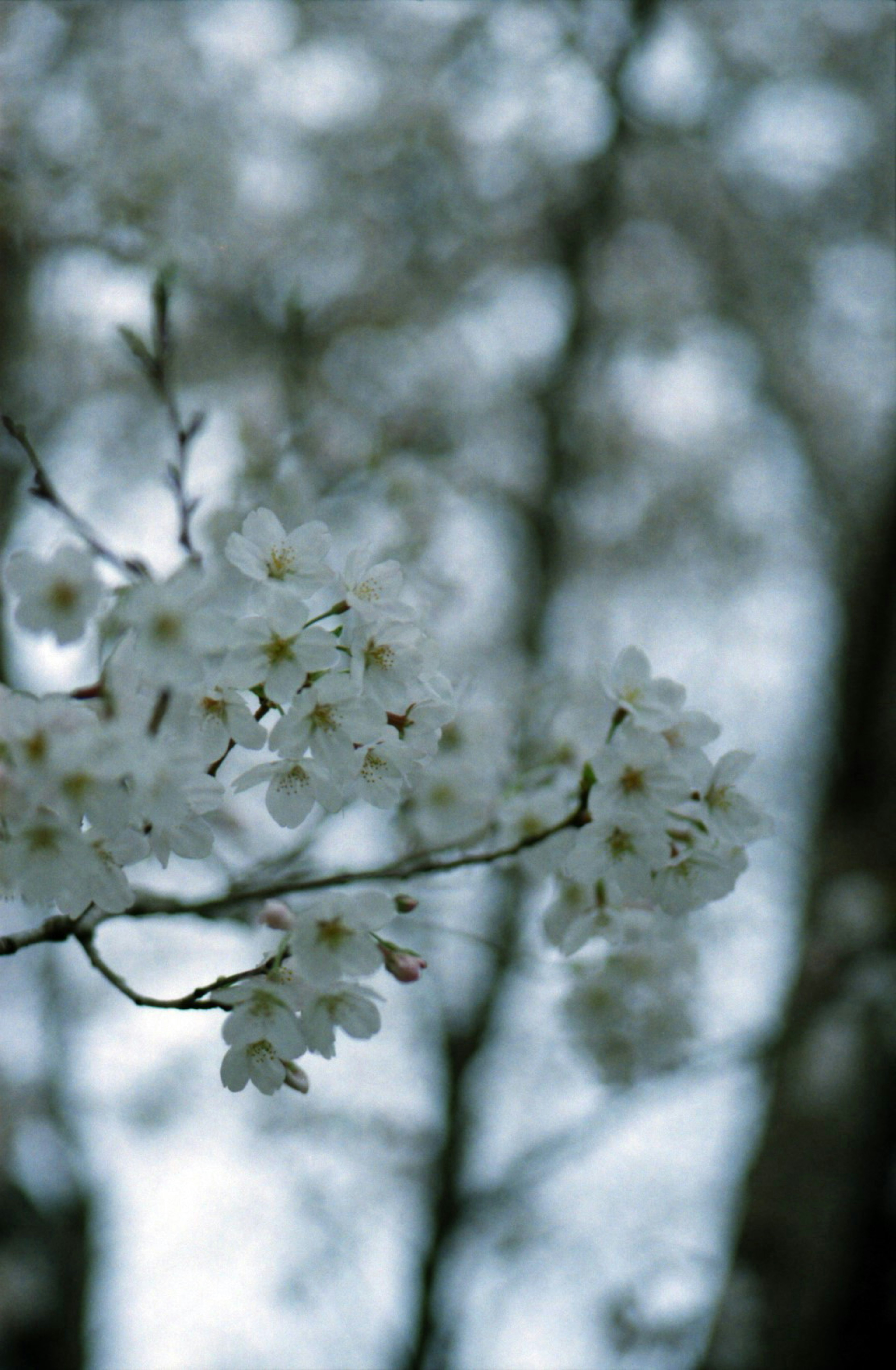 Branch with white flowers against a blurred background of trees